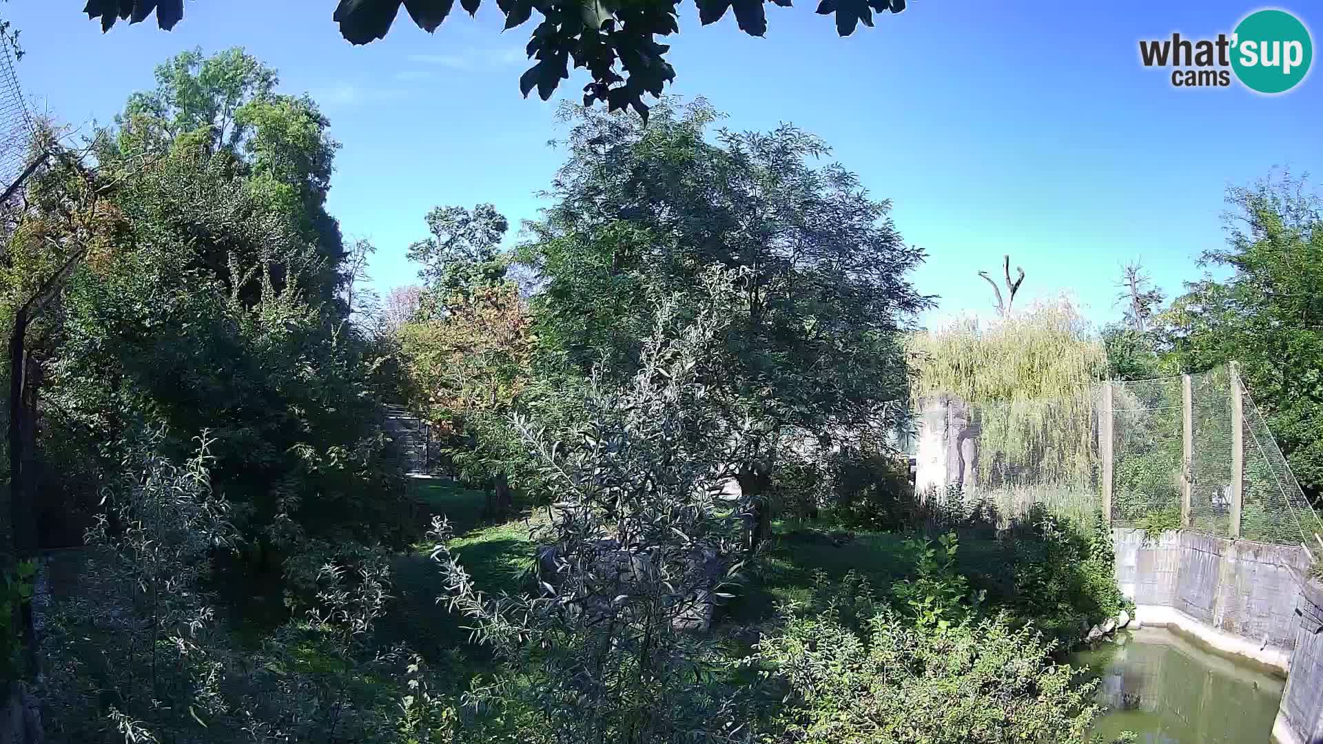 Zoo Zagreb – Leones