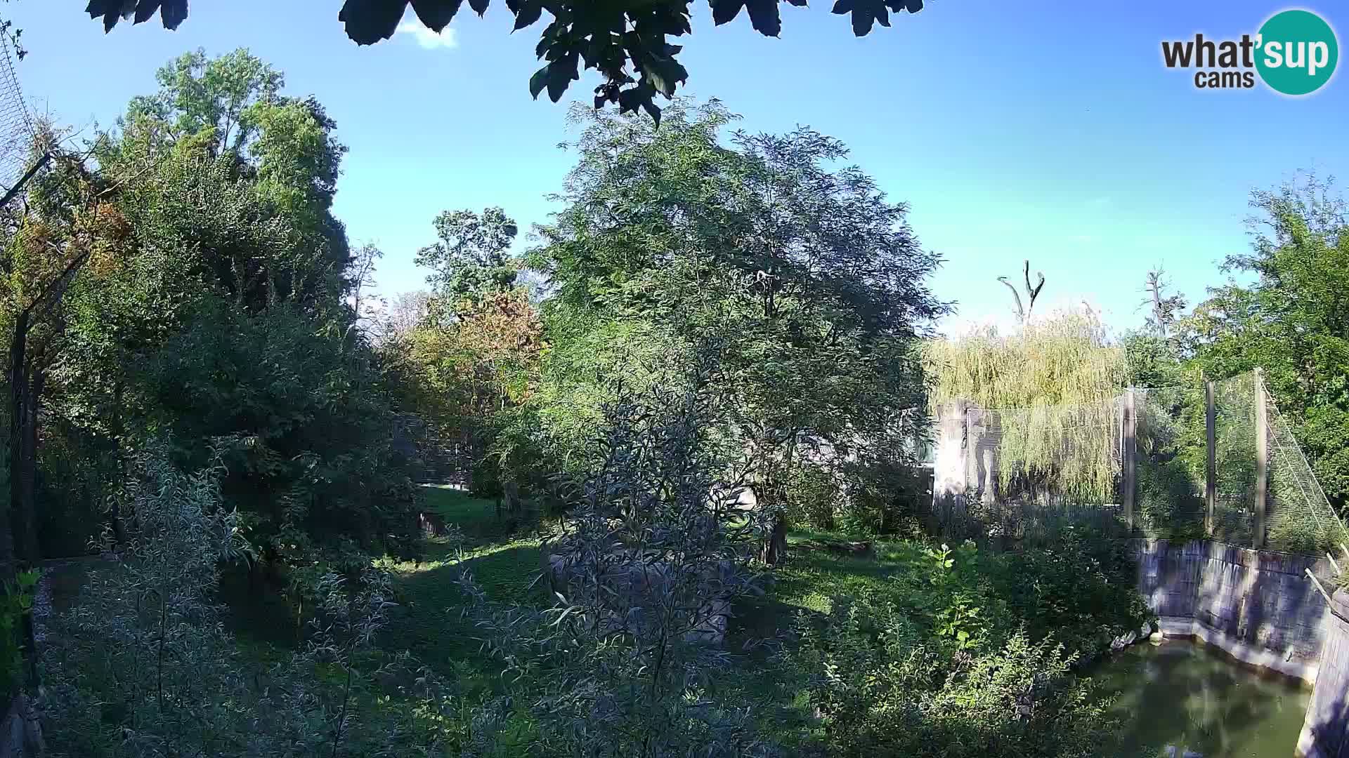 Zoo Zagreb – Leones