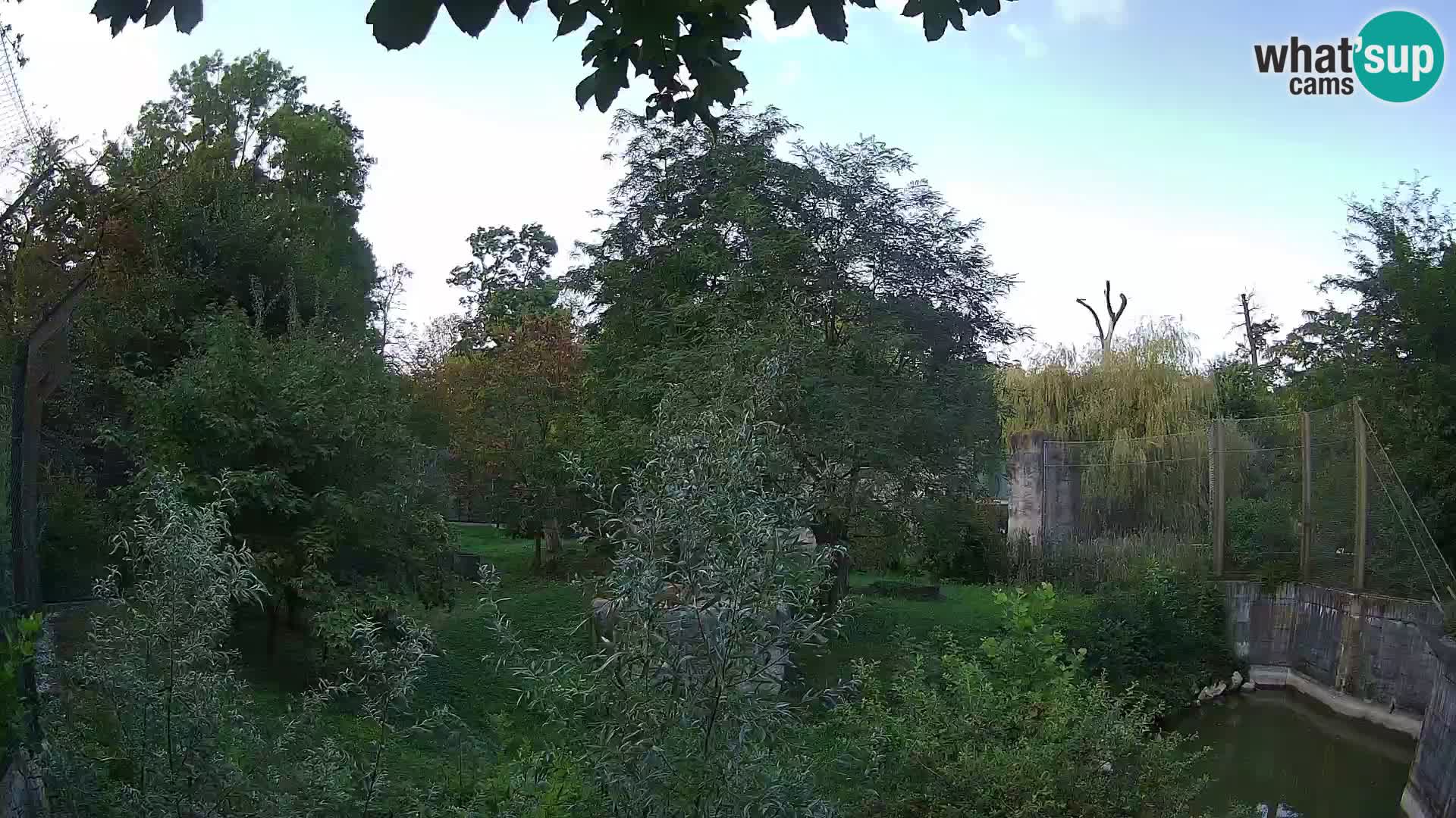 Zoo Zagreb – Löwen