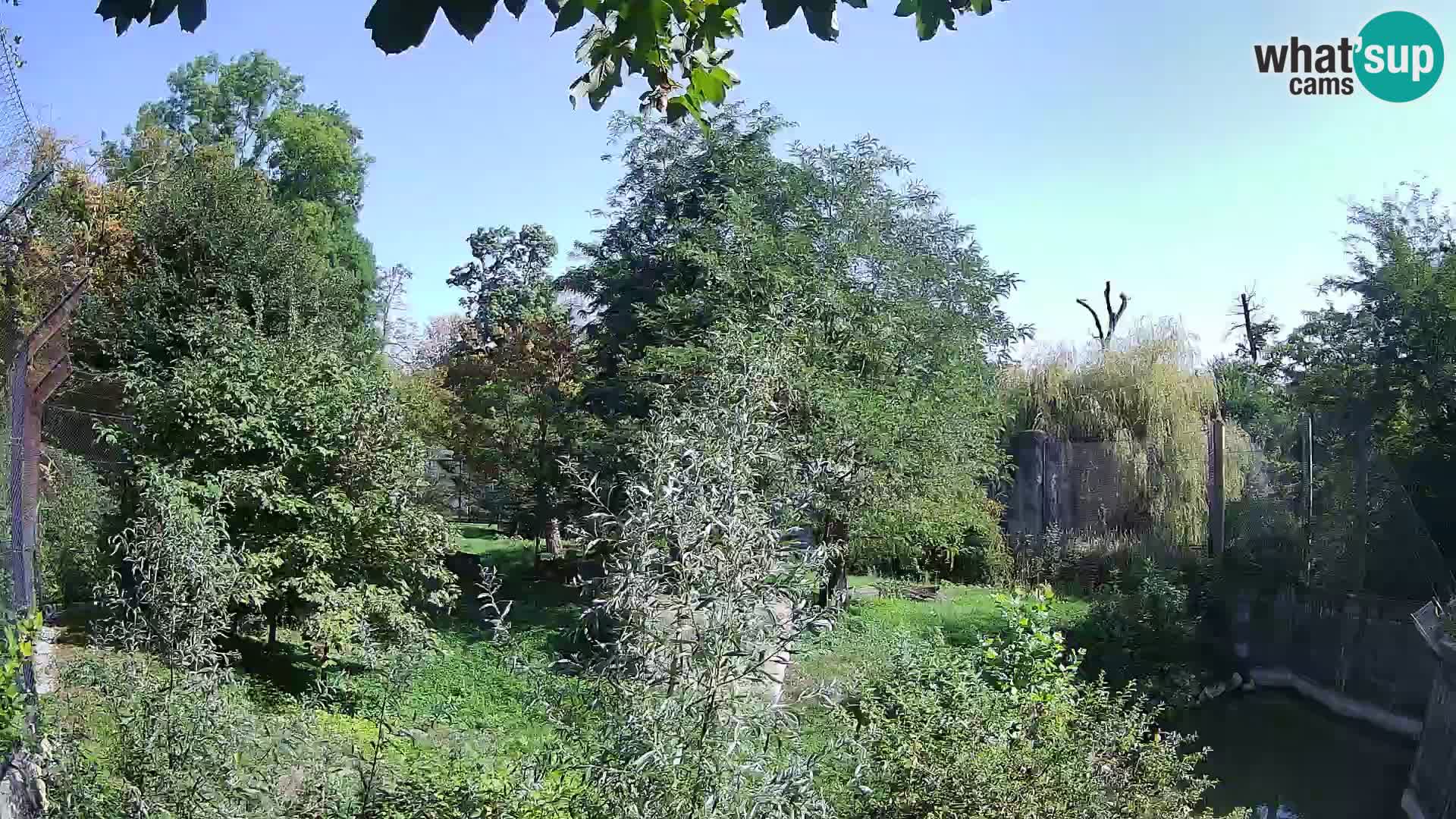 Zoo Zagreb – Löwen