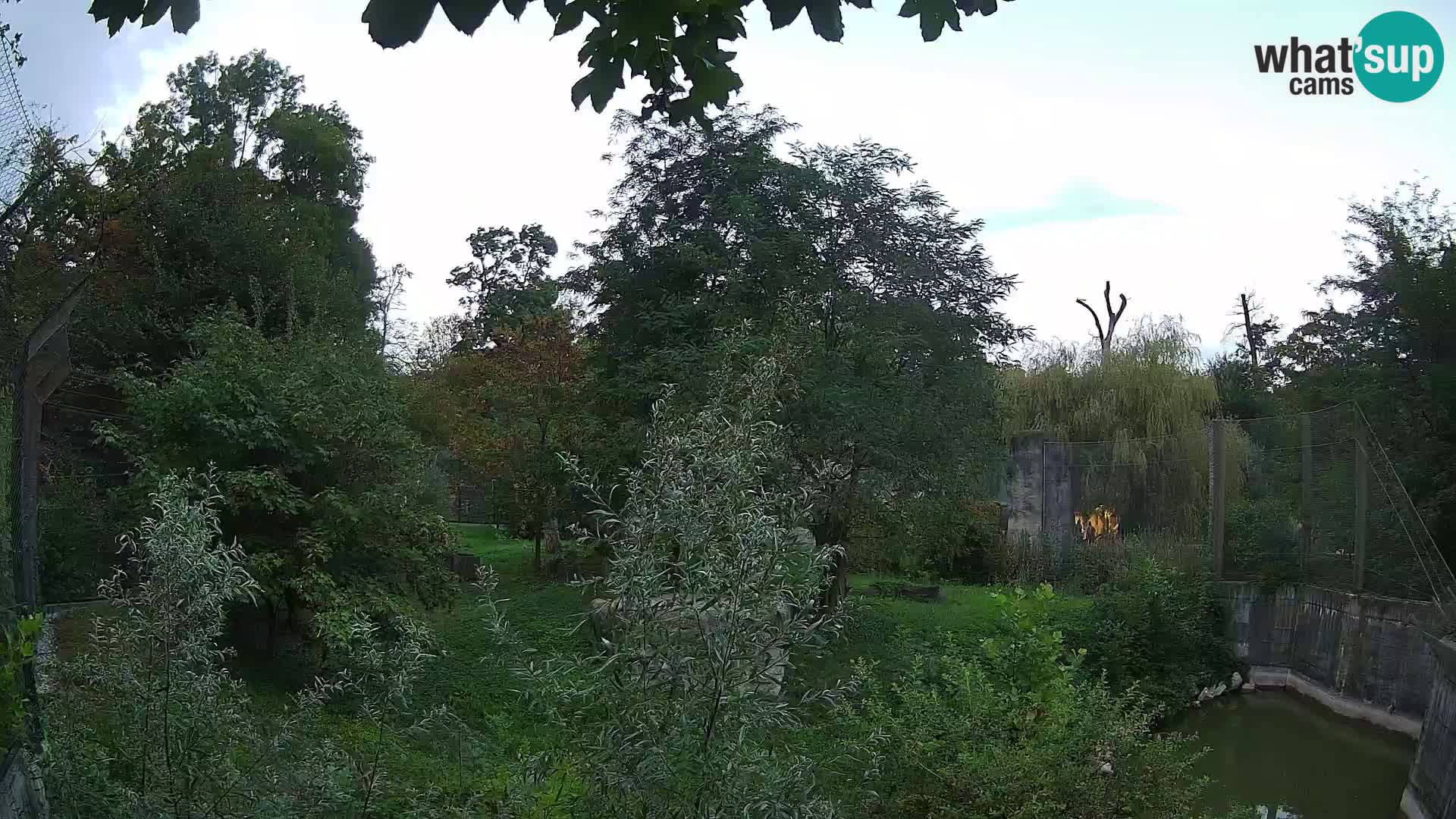 Zoo Zagreb – Leones