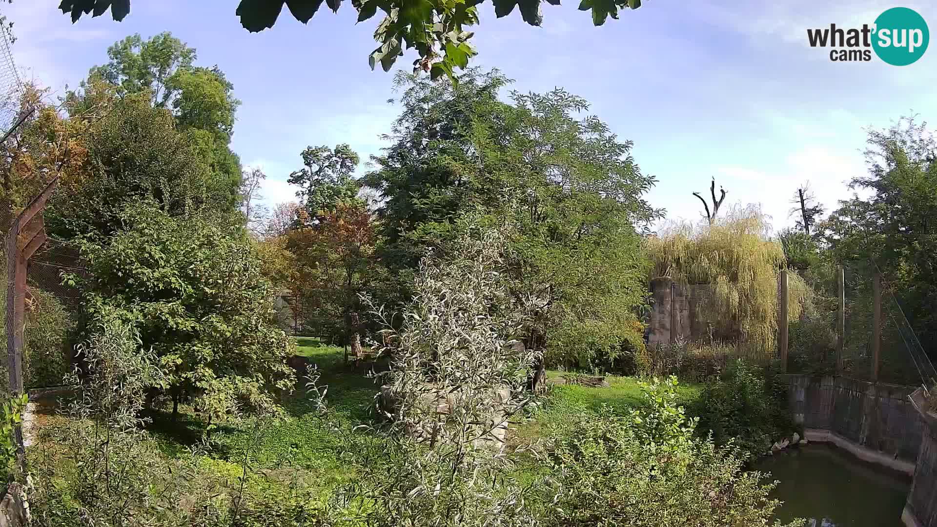 Zoo Zagreb – Löwen