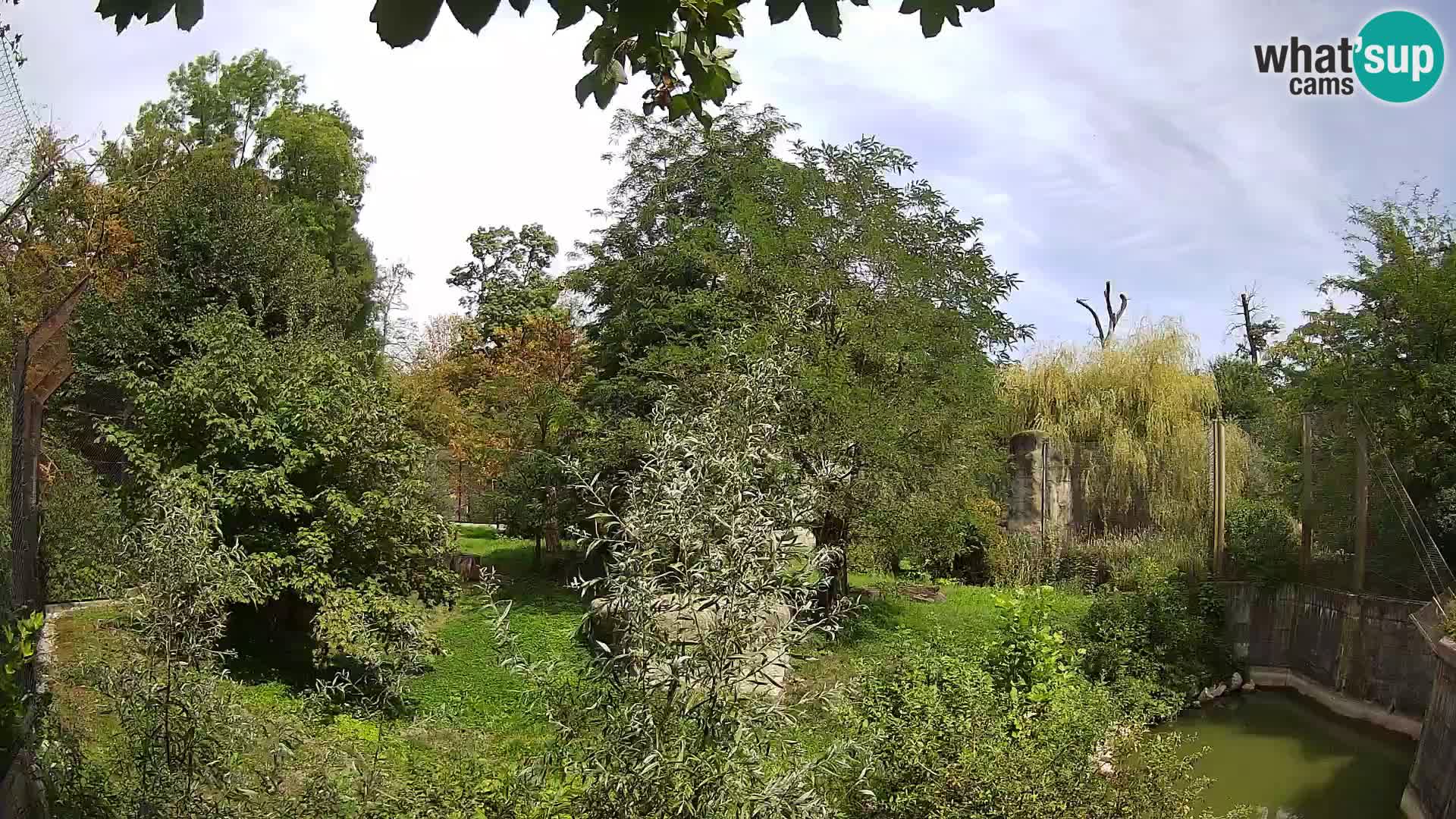Zoo Zagreb – Löwen