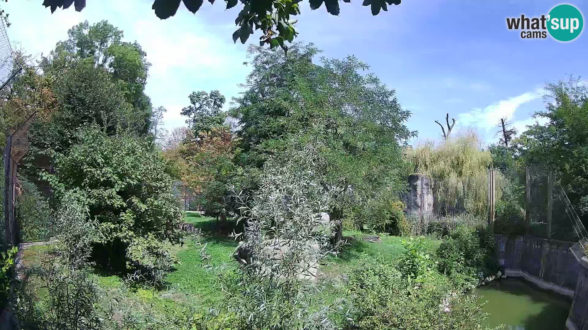 Spletna kamera Zoo Zagreb – Levi