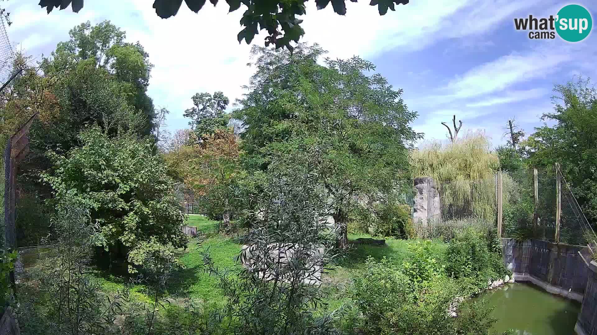 Zoo Zagreb – Lavovi