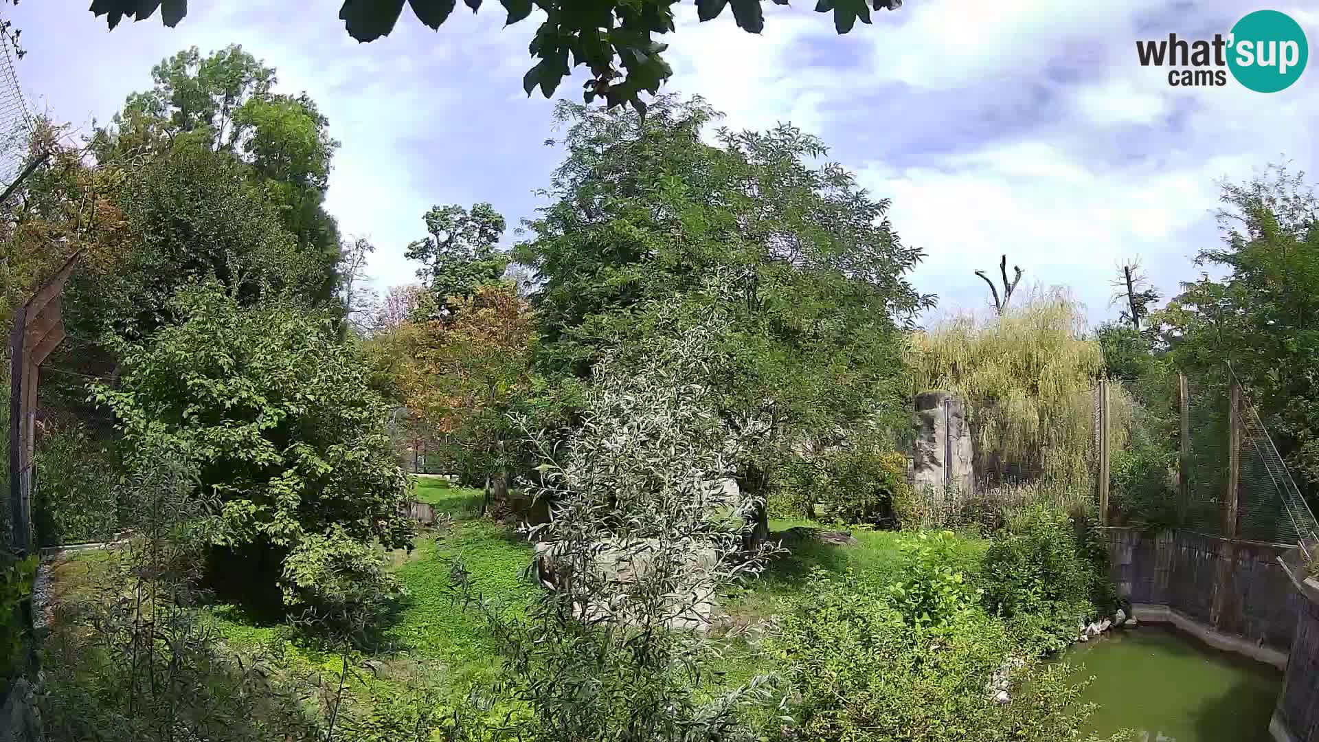 Zoo Zagreb – Lavovi
