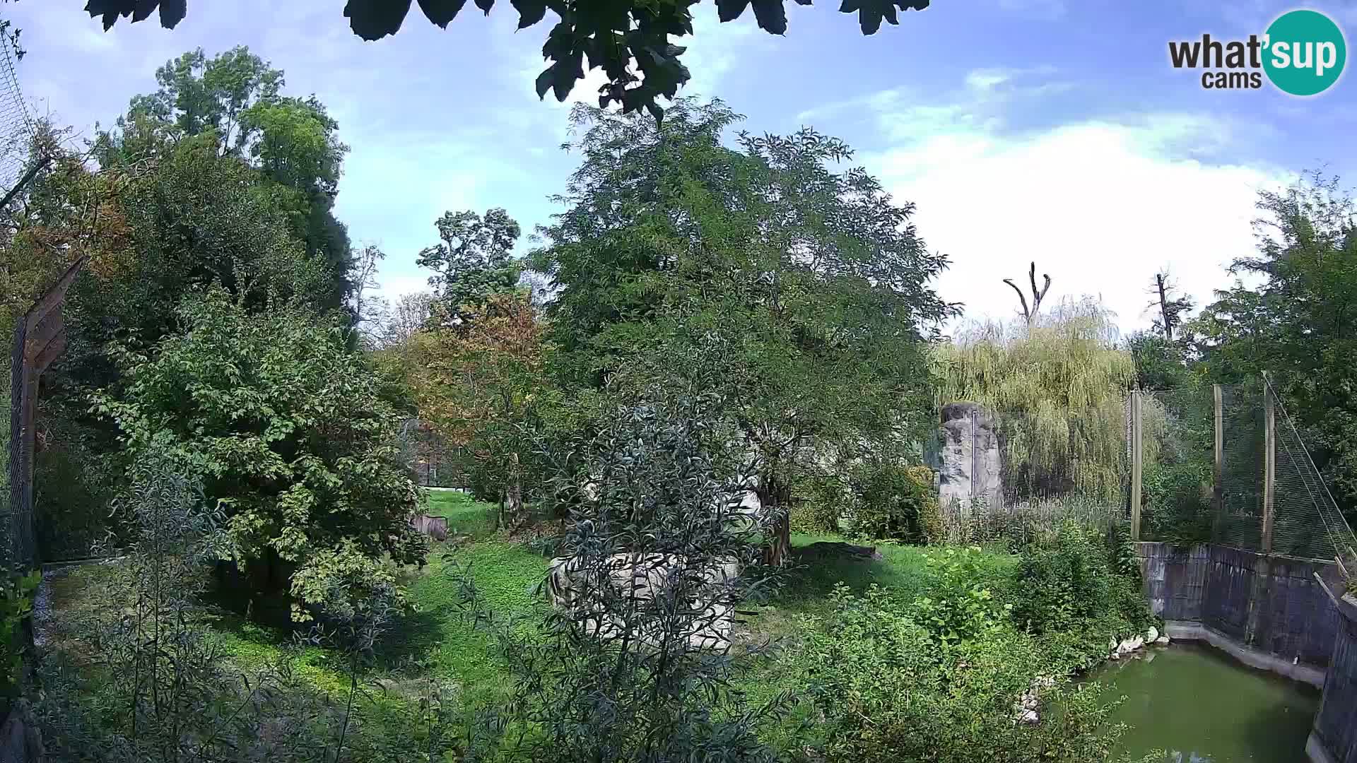 Zoo Zagreb – Löwen