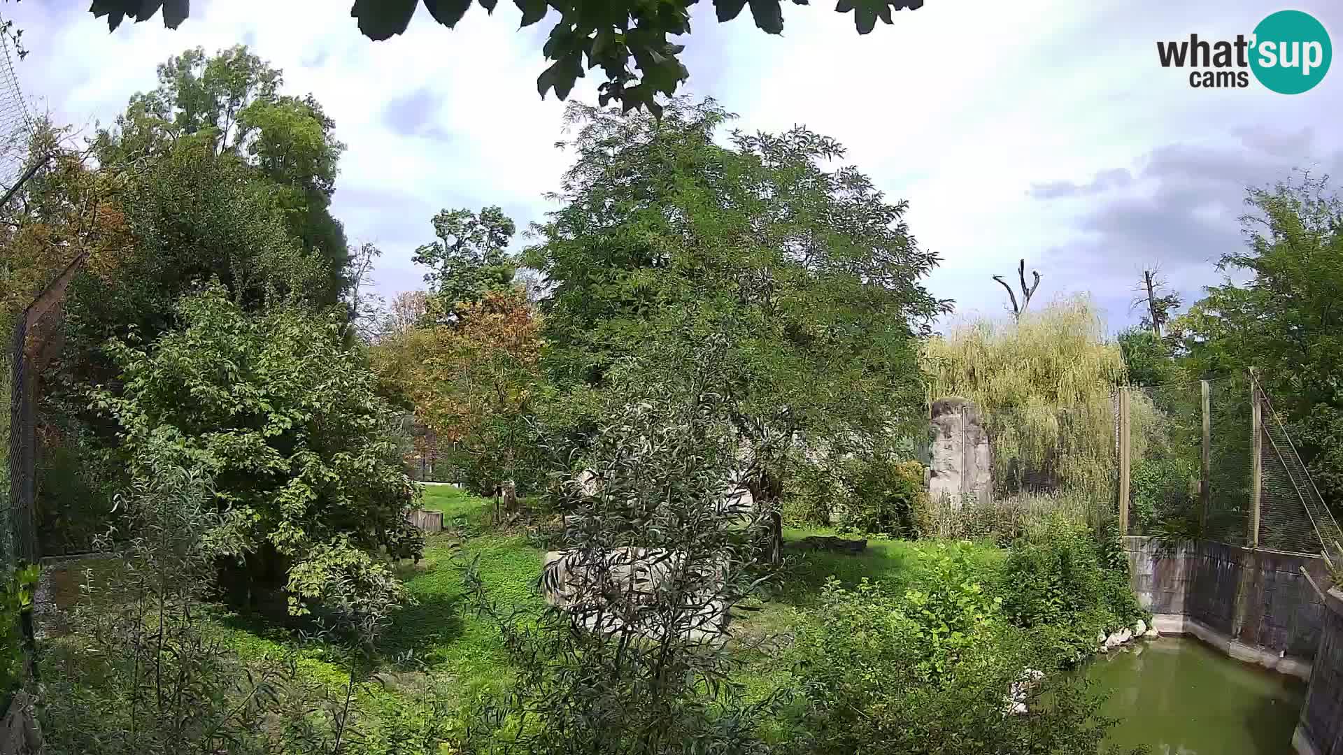 Zoo Zagreb – Lavovi
