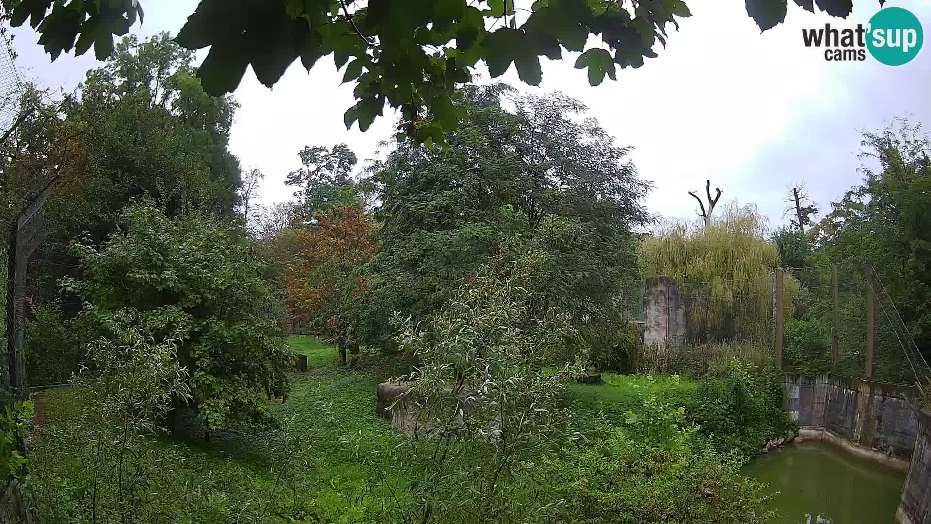 Spletna kamera Zoo Zagreb – Levi