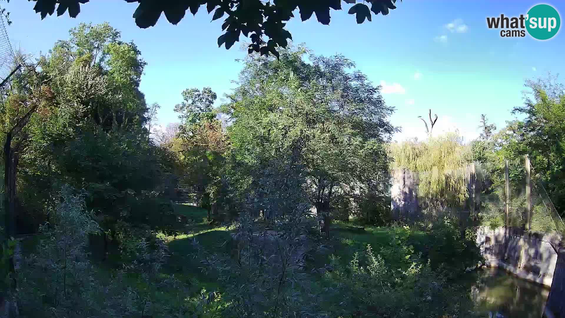 Zoo Zagreb – Löwen