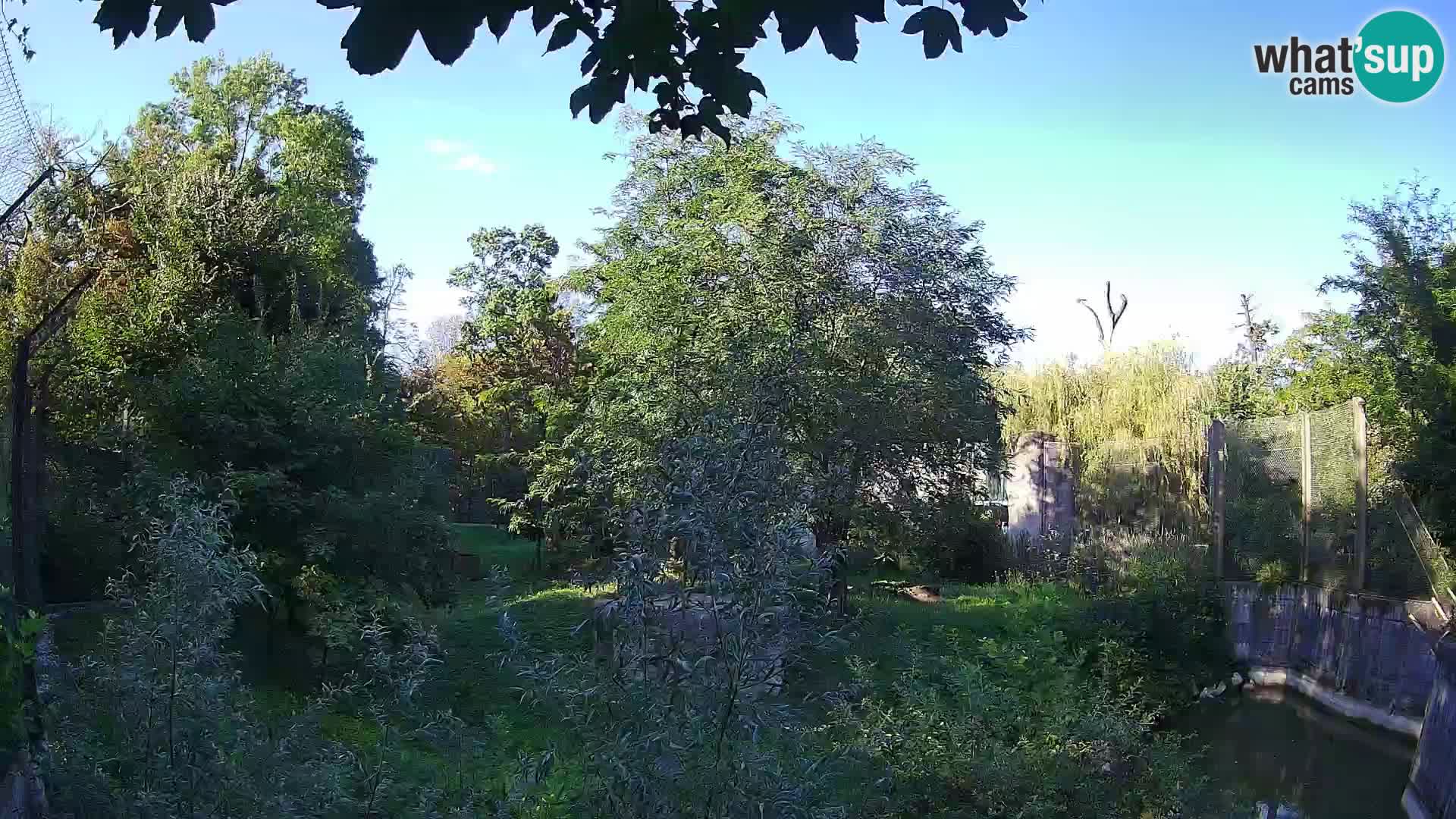 Zoo Zagreb – Leones