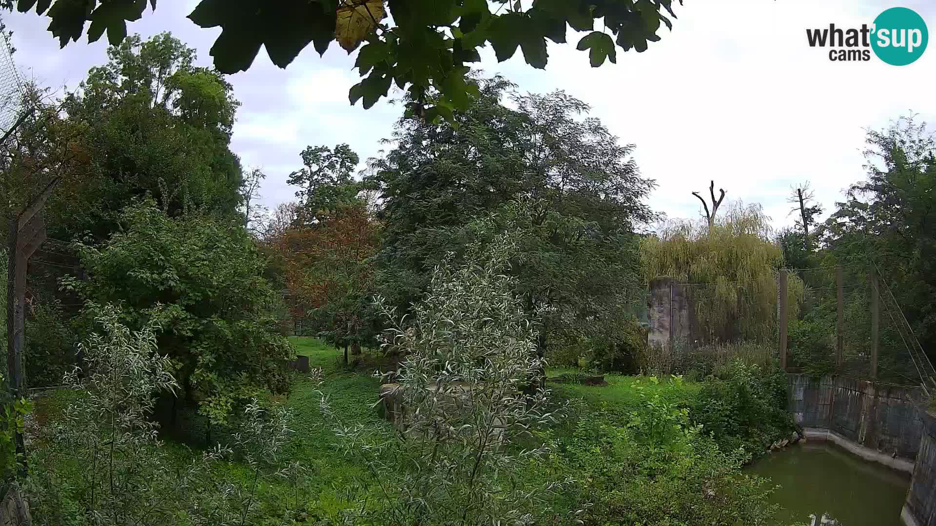 Zoo Zagreb – Löwen
