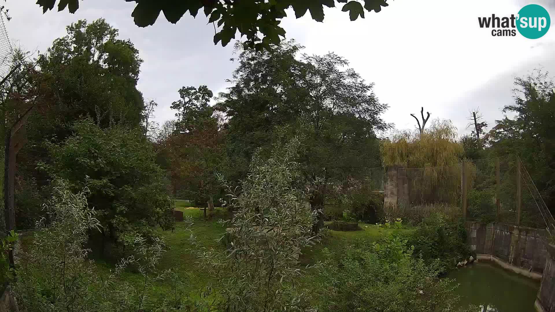 Zoo Zagreb – Lavovi