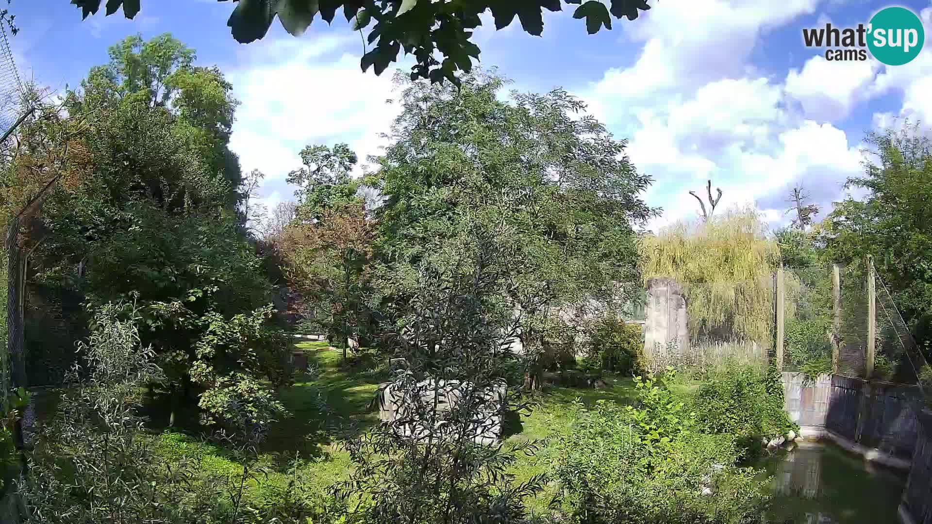 Zoo Zagreb – Lavovi