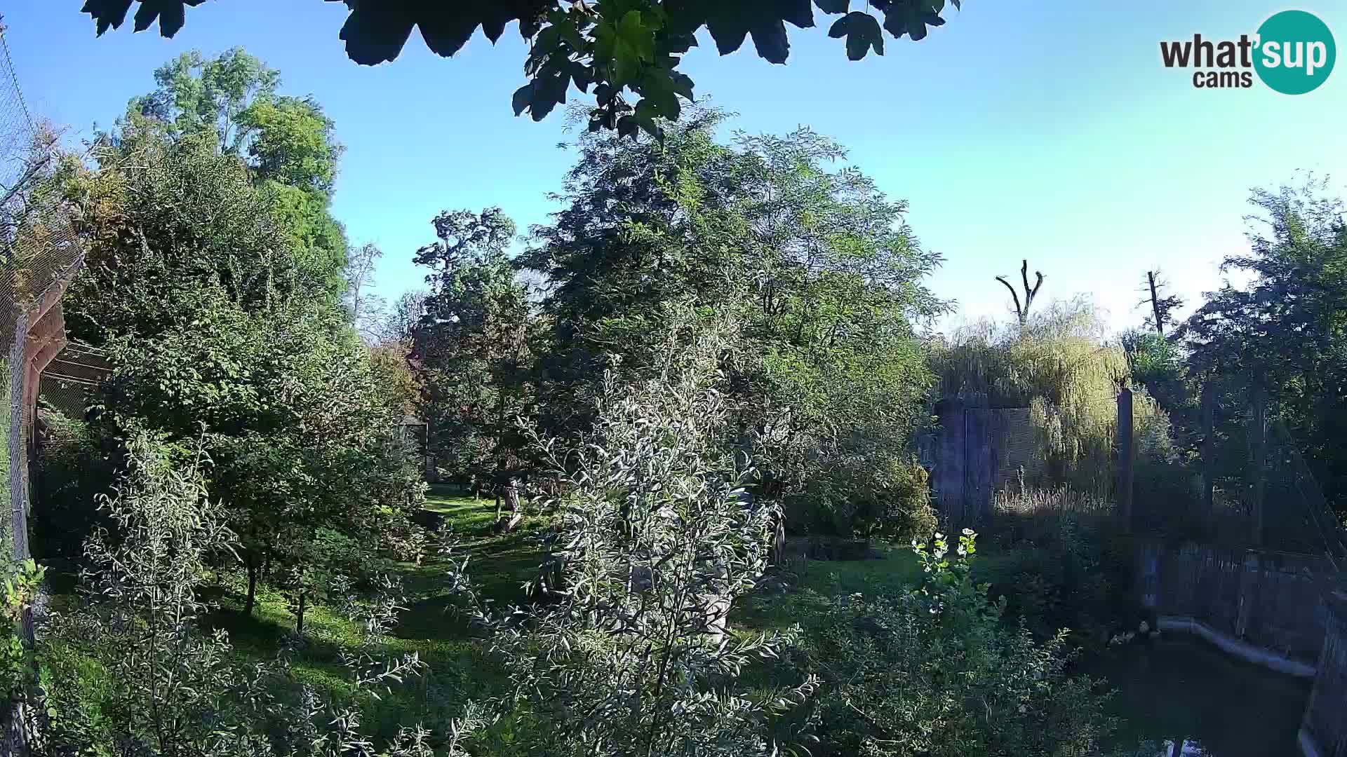 Zoo Zagreb – Leones