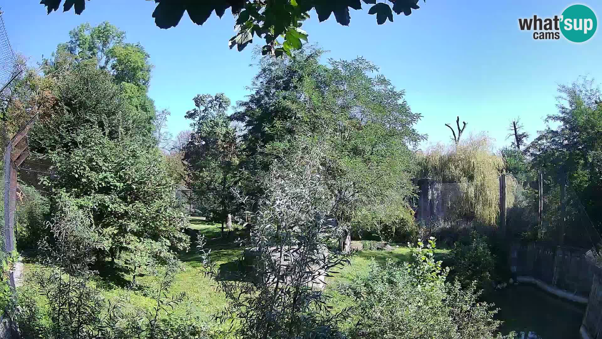 Zoo Zagreb – Leones