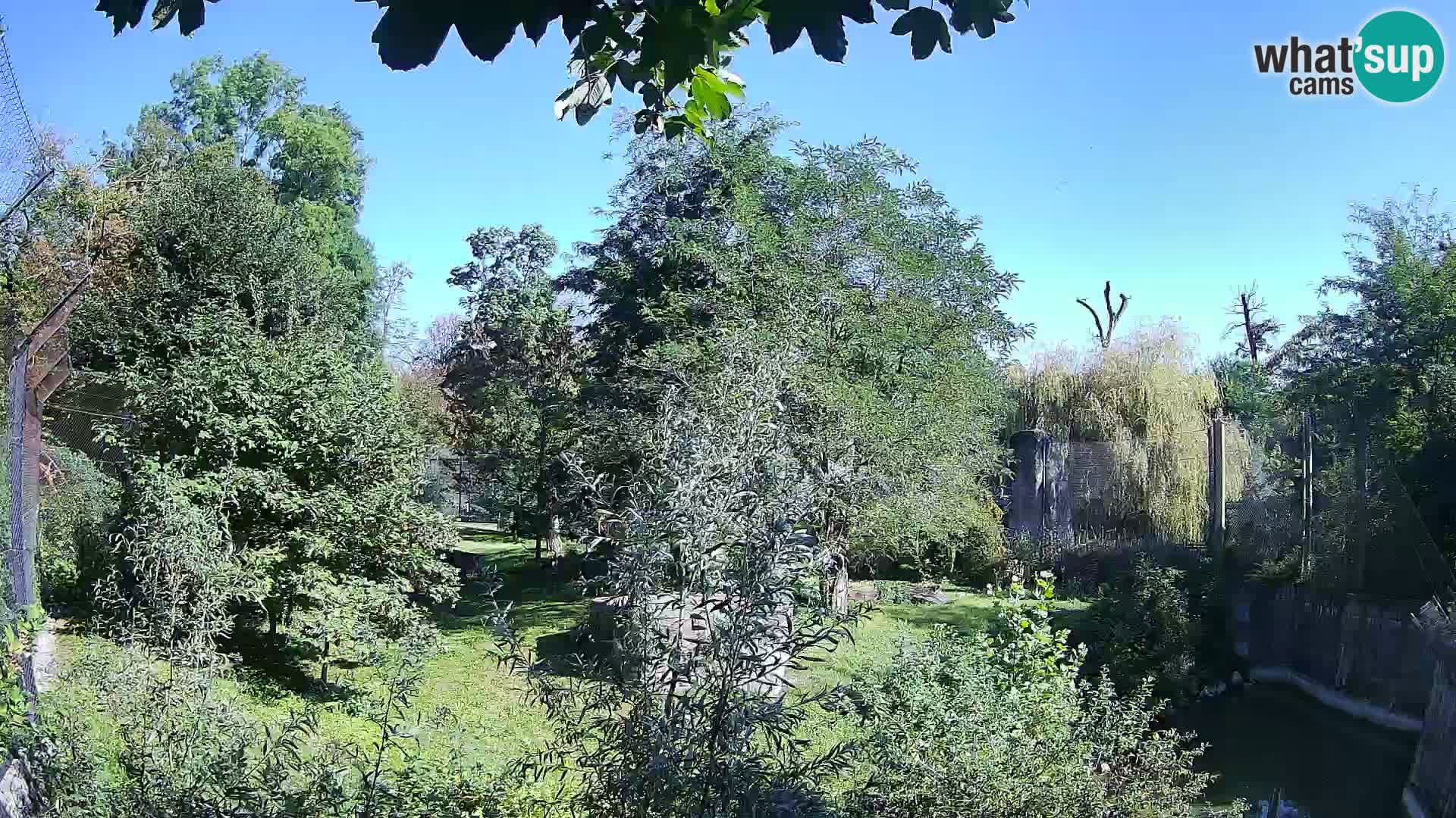 Zoo Zagreb – Lion