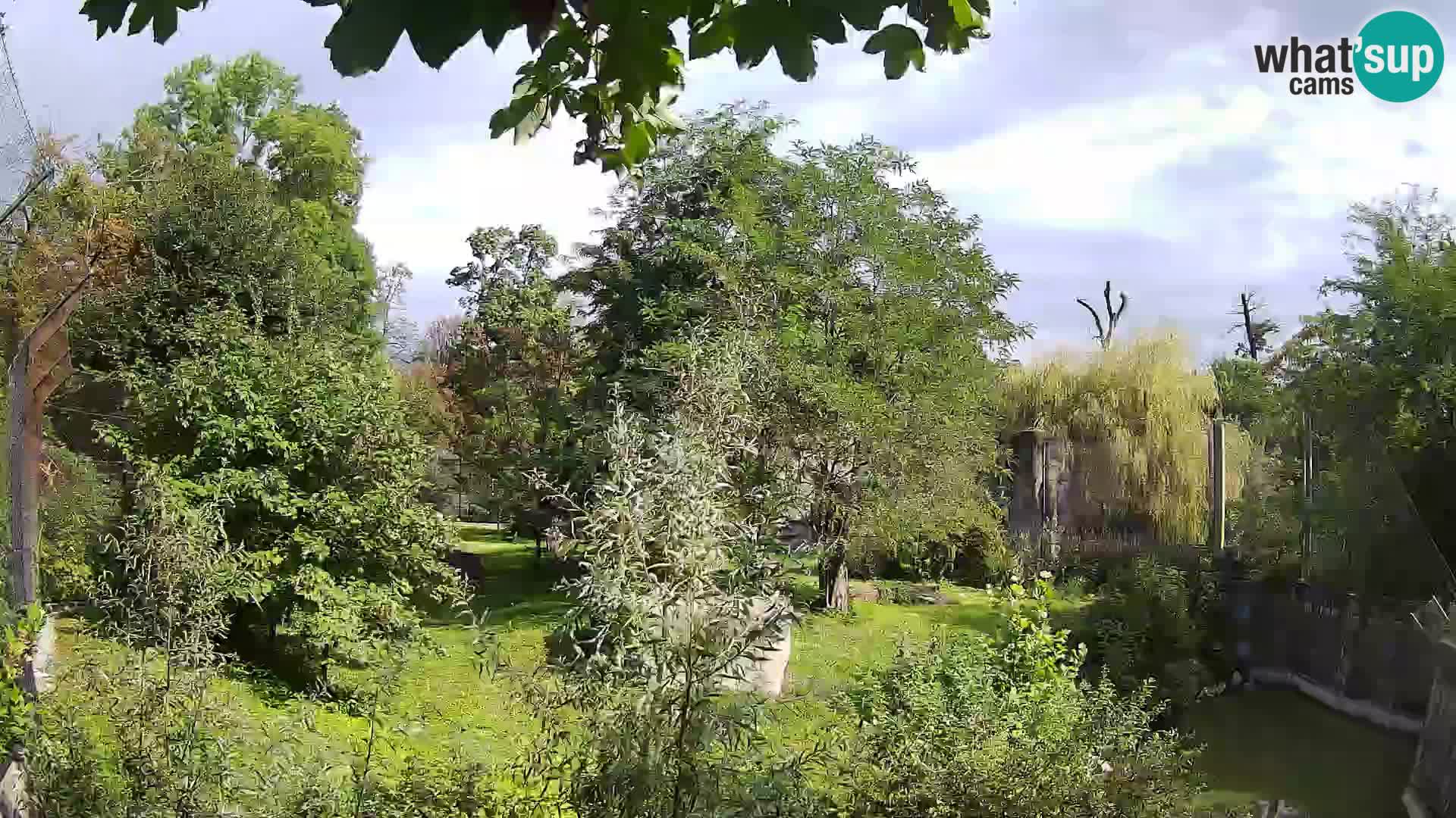 Spletna kamera Zoo Zagreb – Levi