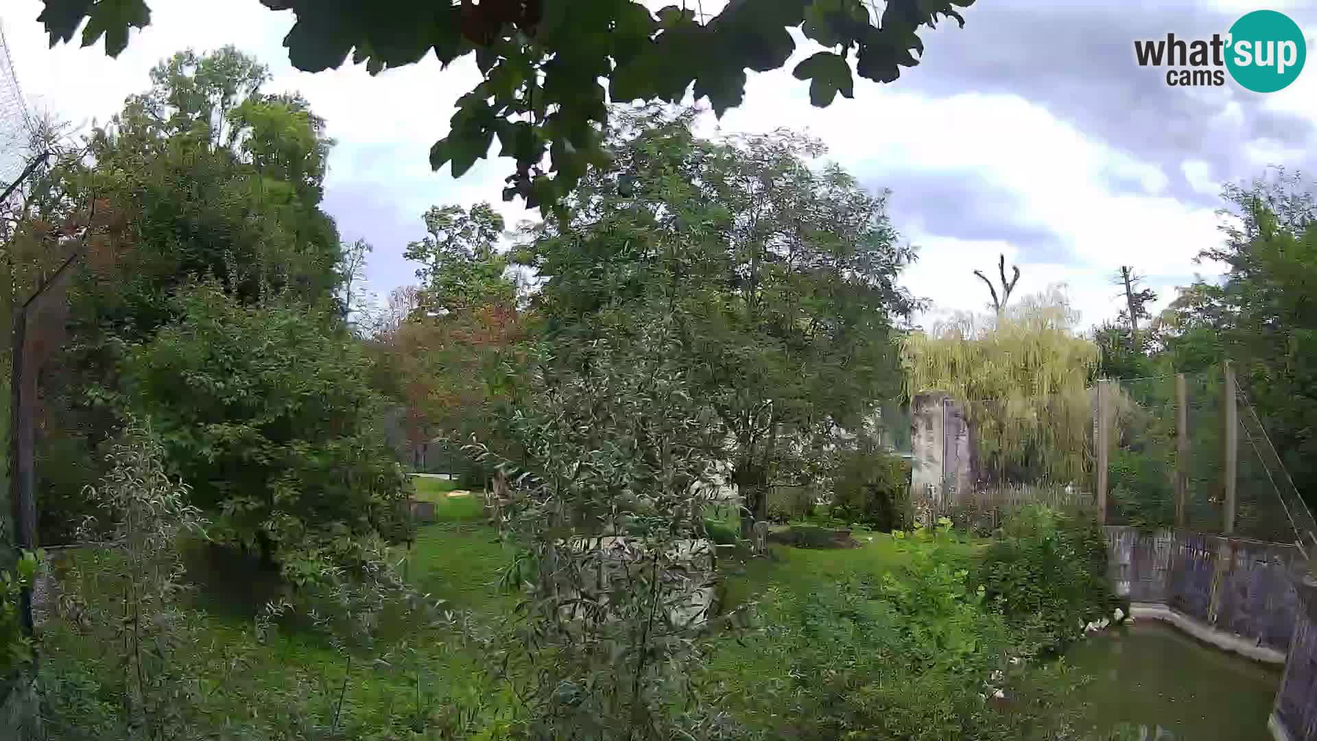 Spletna kamera Zoo Zagreb – Levi