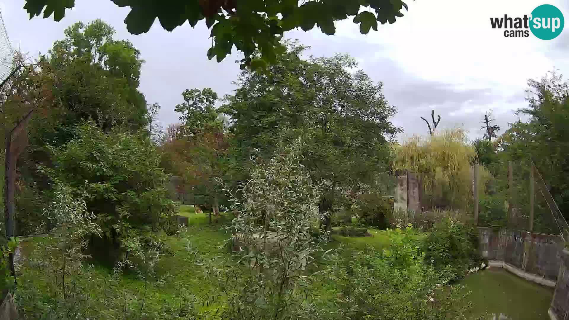 Zoo Zagreb – Lavovi