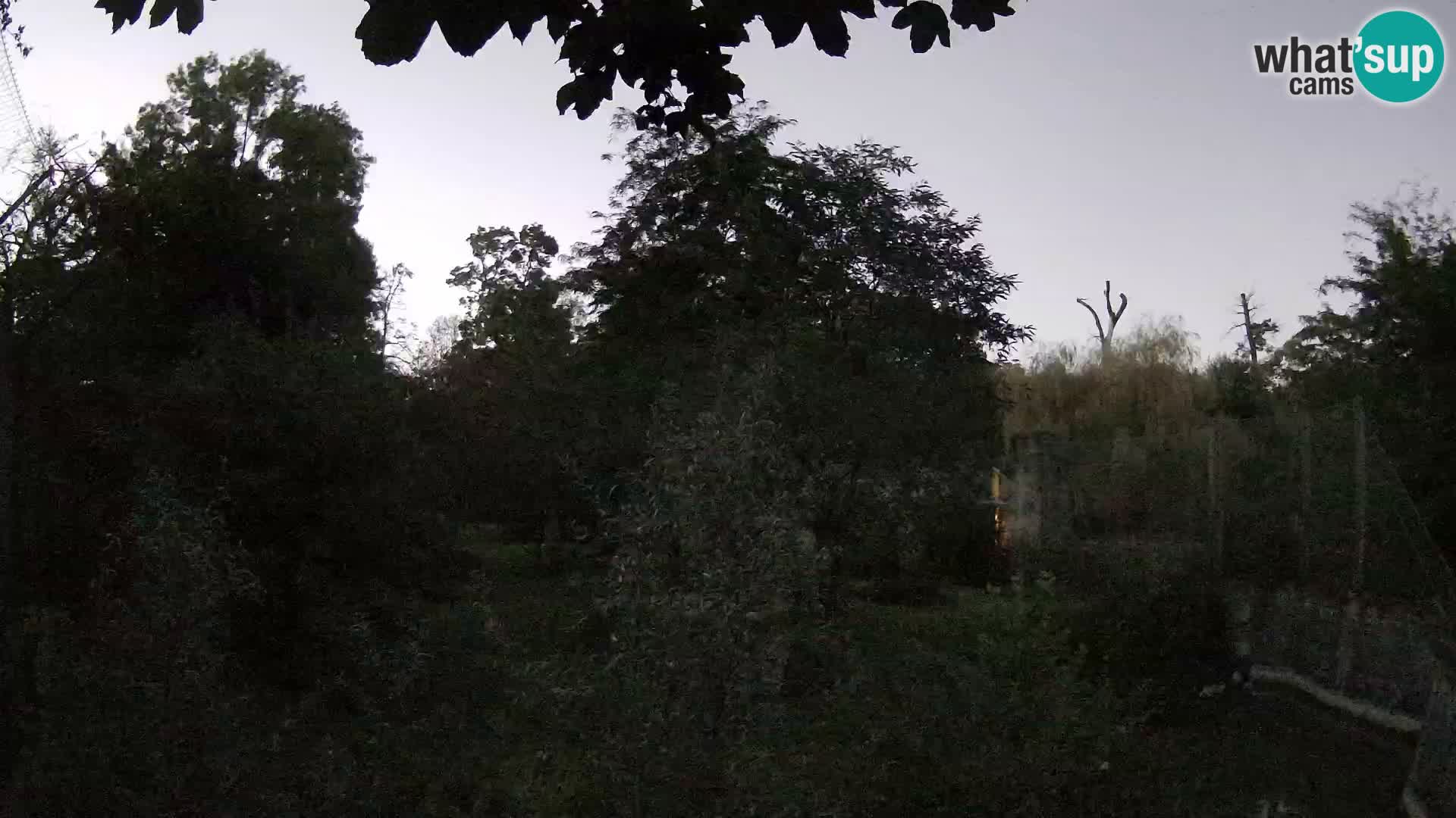 Zoo Zagreb – Löwen