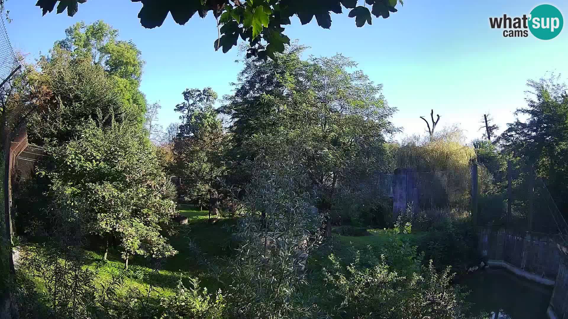 Zoo Zagreb – Lavovi
