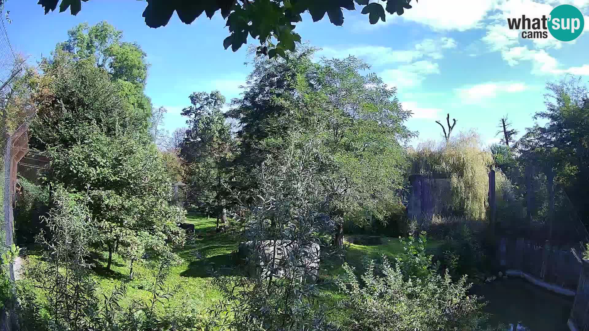 Zoo Zagreb – Löwen