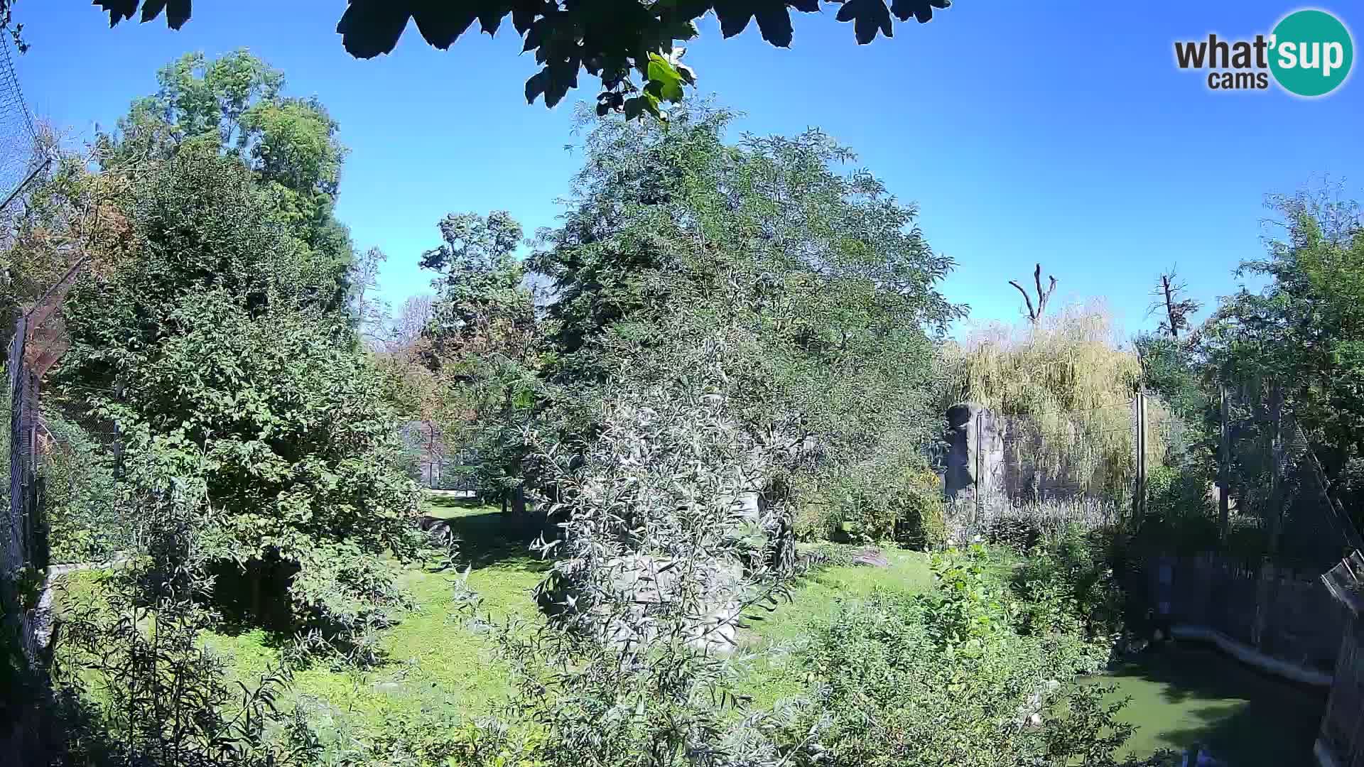 Zoo Zagreb – Leoni