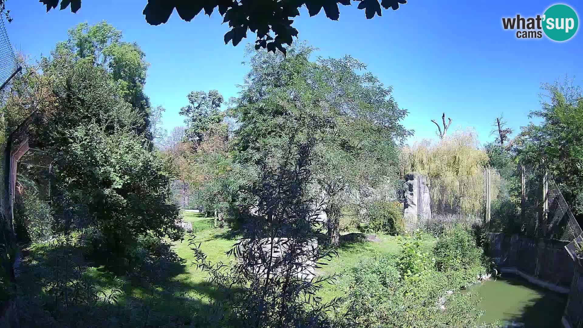 Zoo Zagreb – Leoni