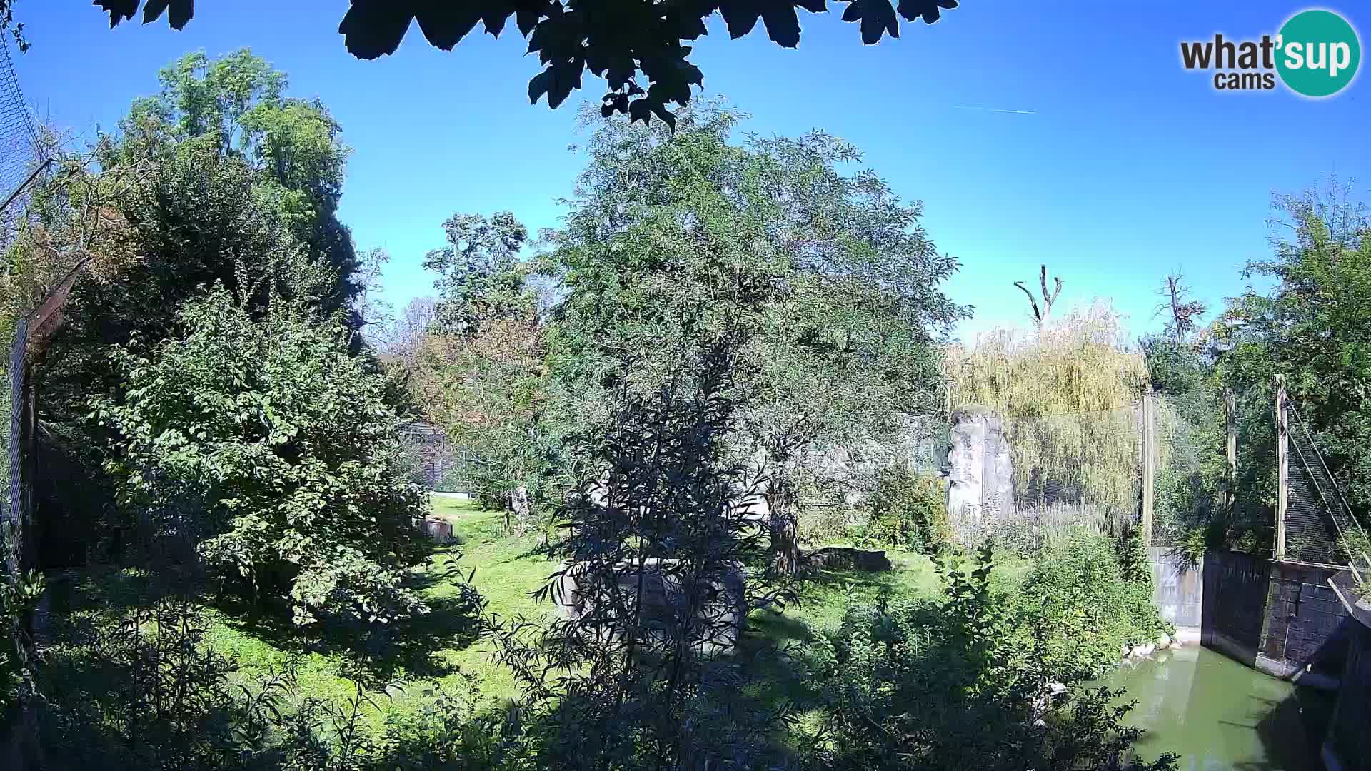Zoo Zagreb – Lavovi
