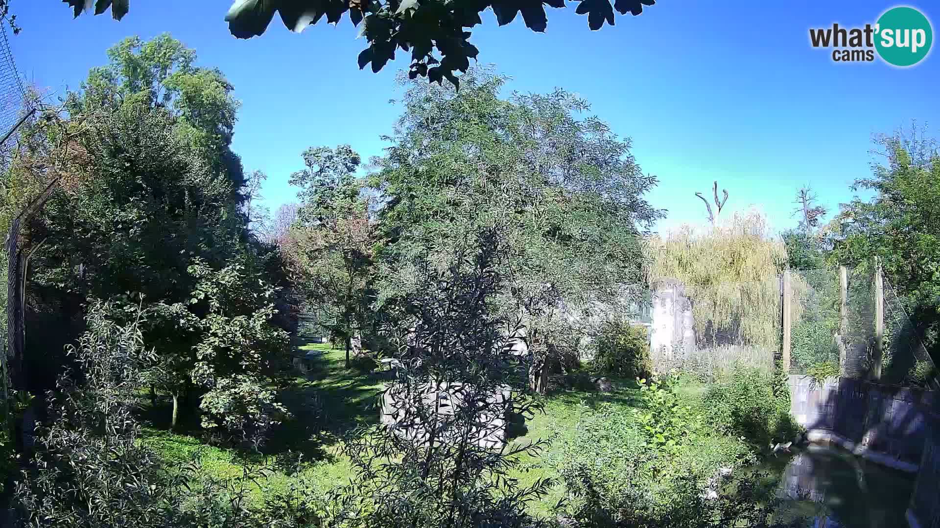 Zoo Zagreb – Löwen