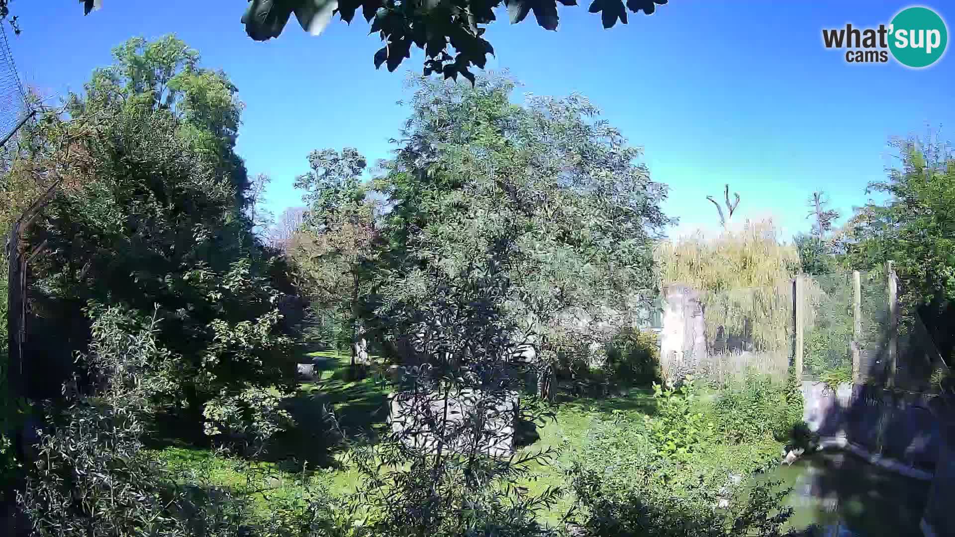 Zoo Zagreb – Lion