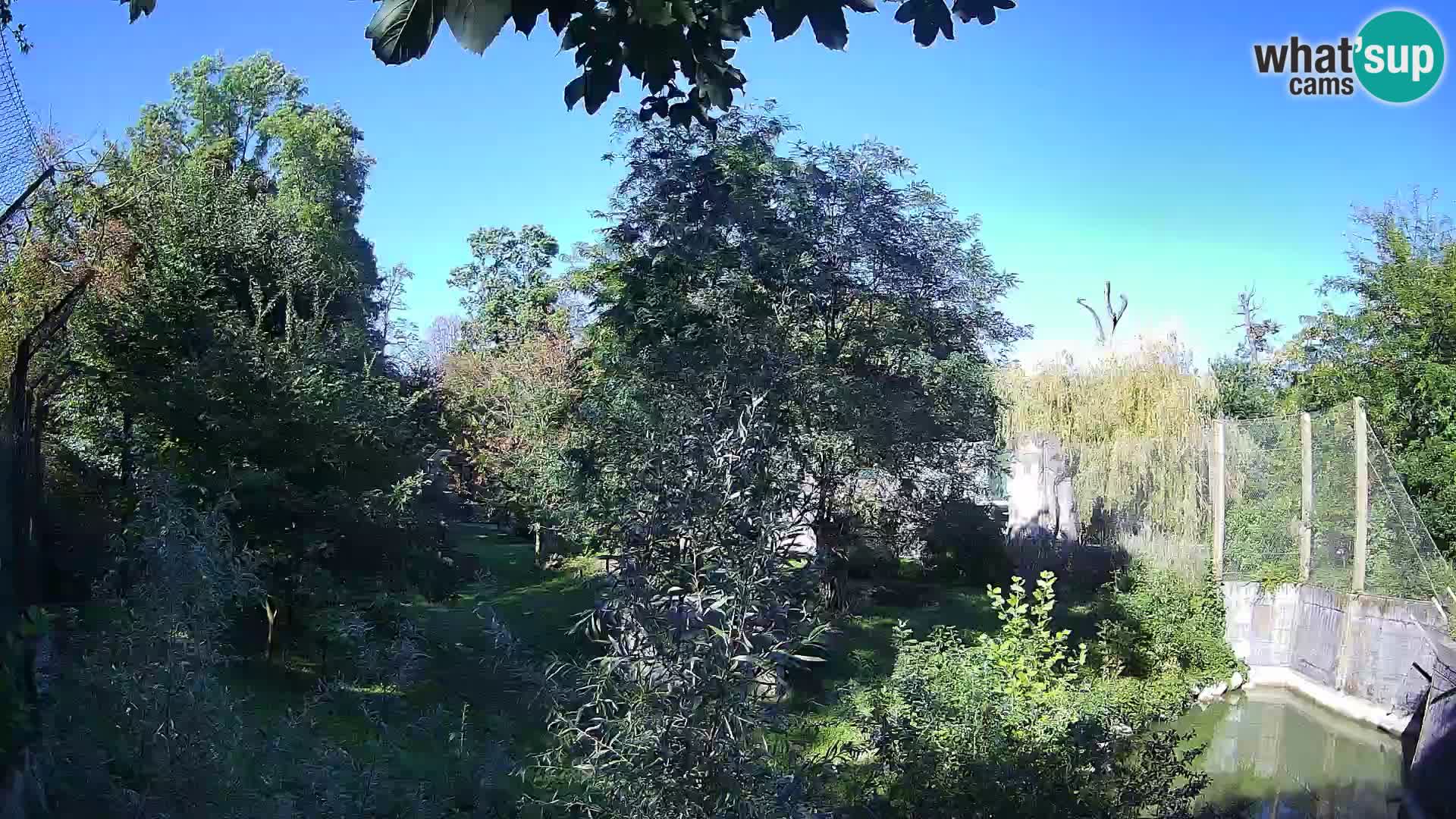 Zoo Zagreb – Lavovi