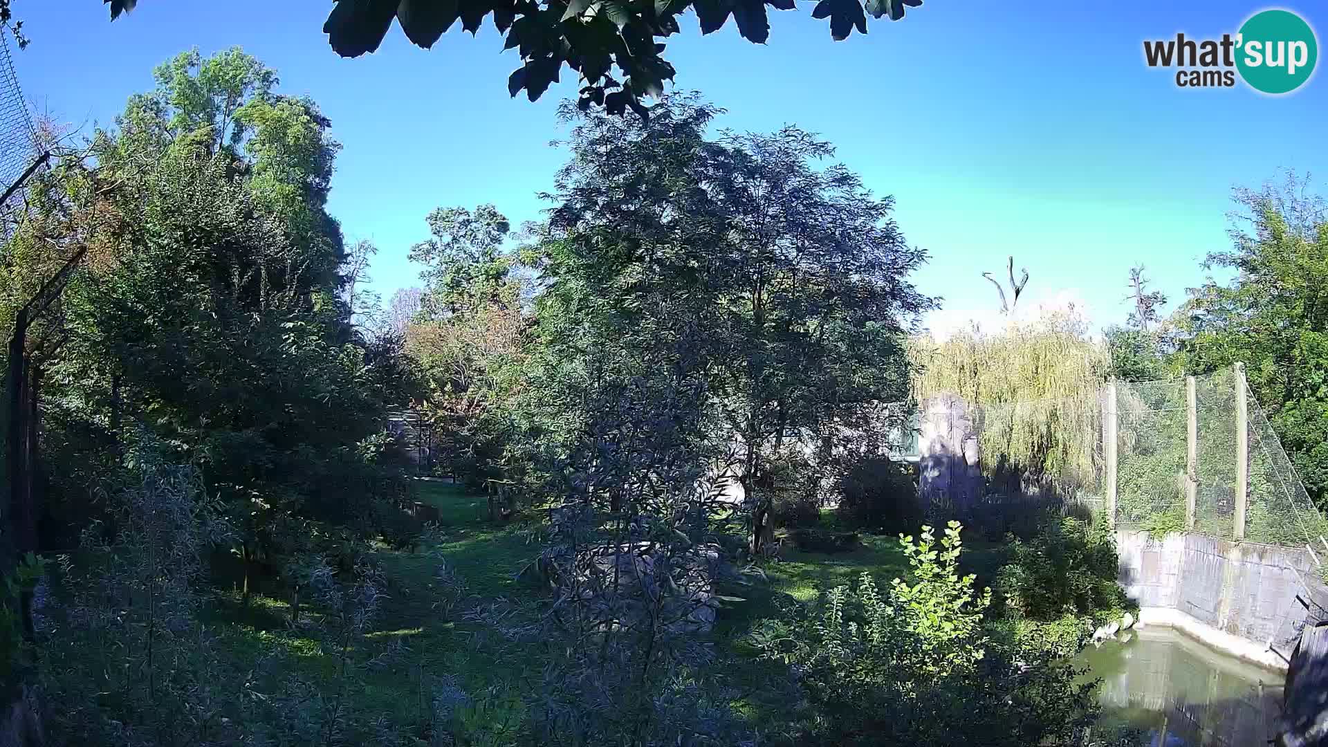 Spletna kamera Zoo Zagreb – Levi
