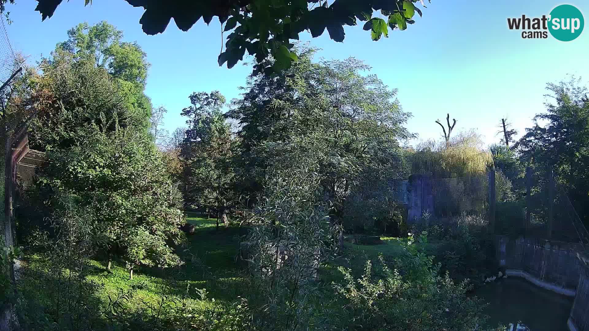 Zoo Zagreb – Lavovi