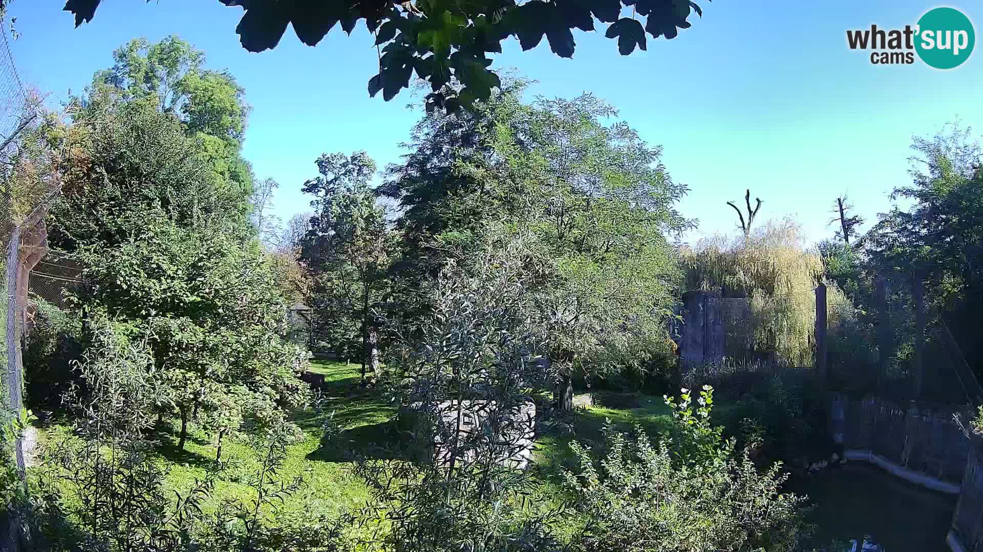 Zoo Zagreb – Leones