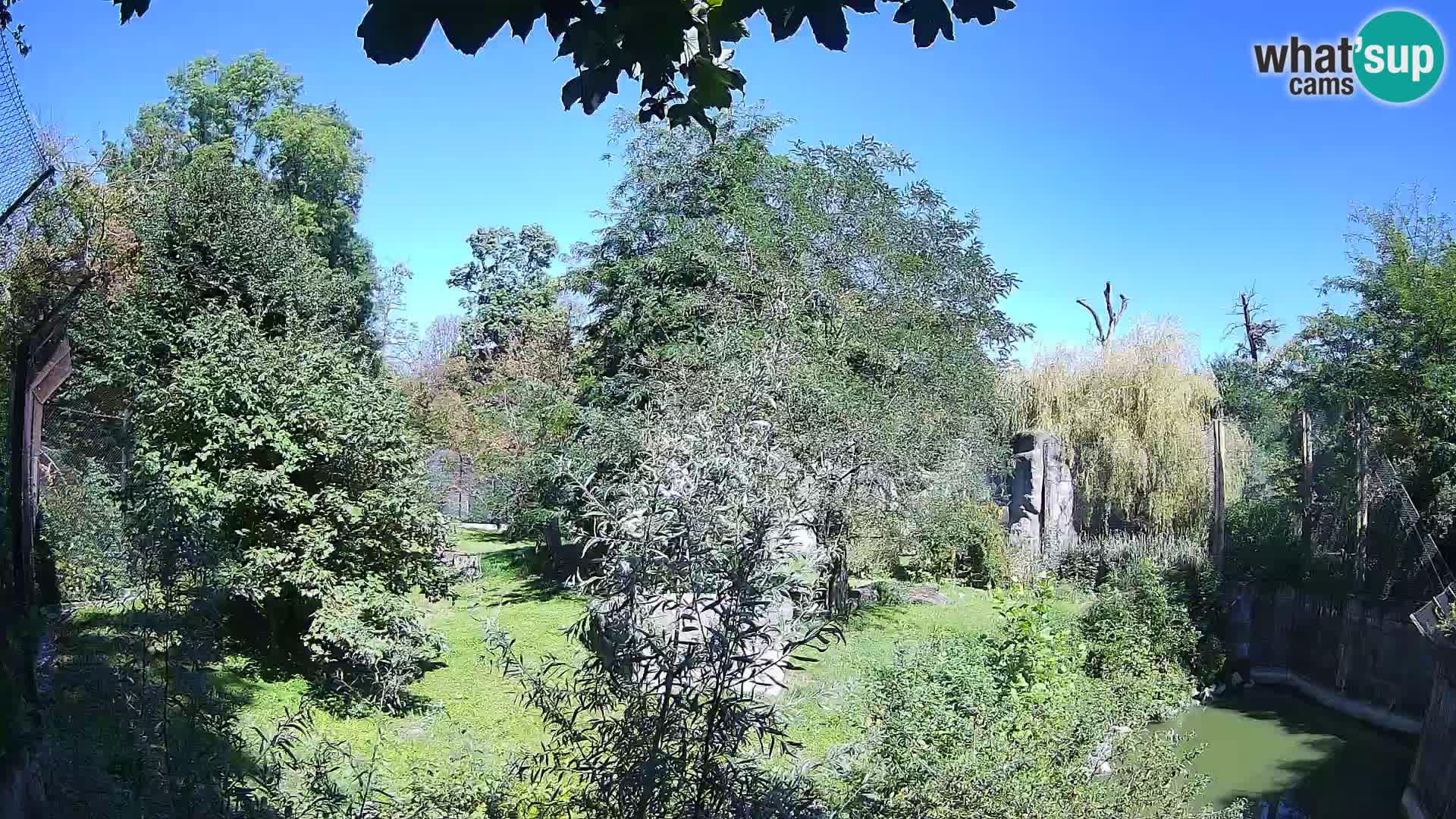 Zoo Zagreb – Löwen