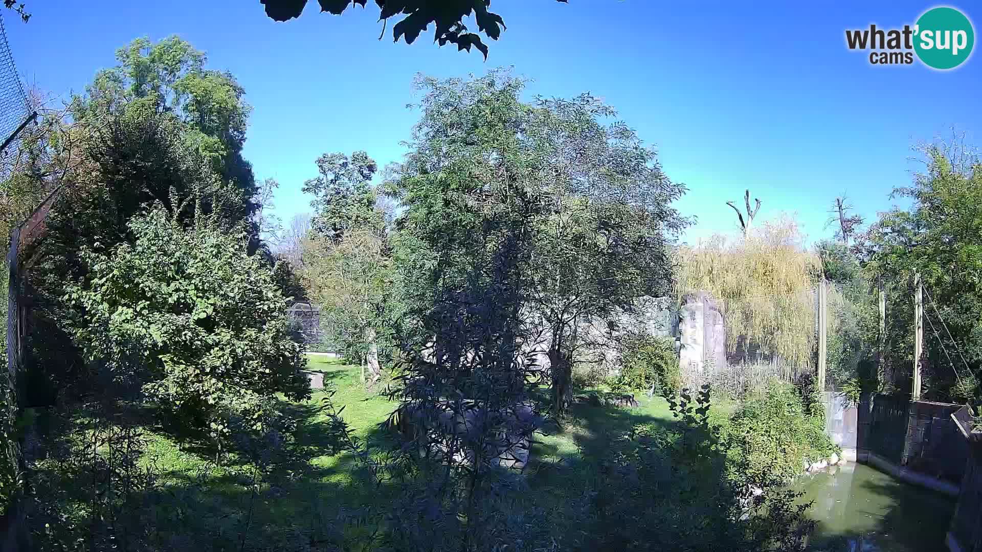 Zoo Zagreb – Leoni