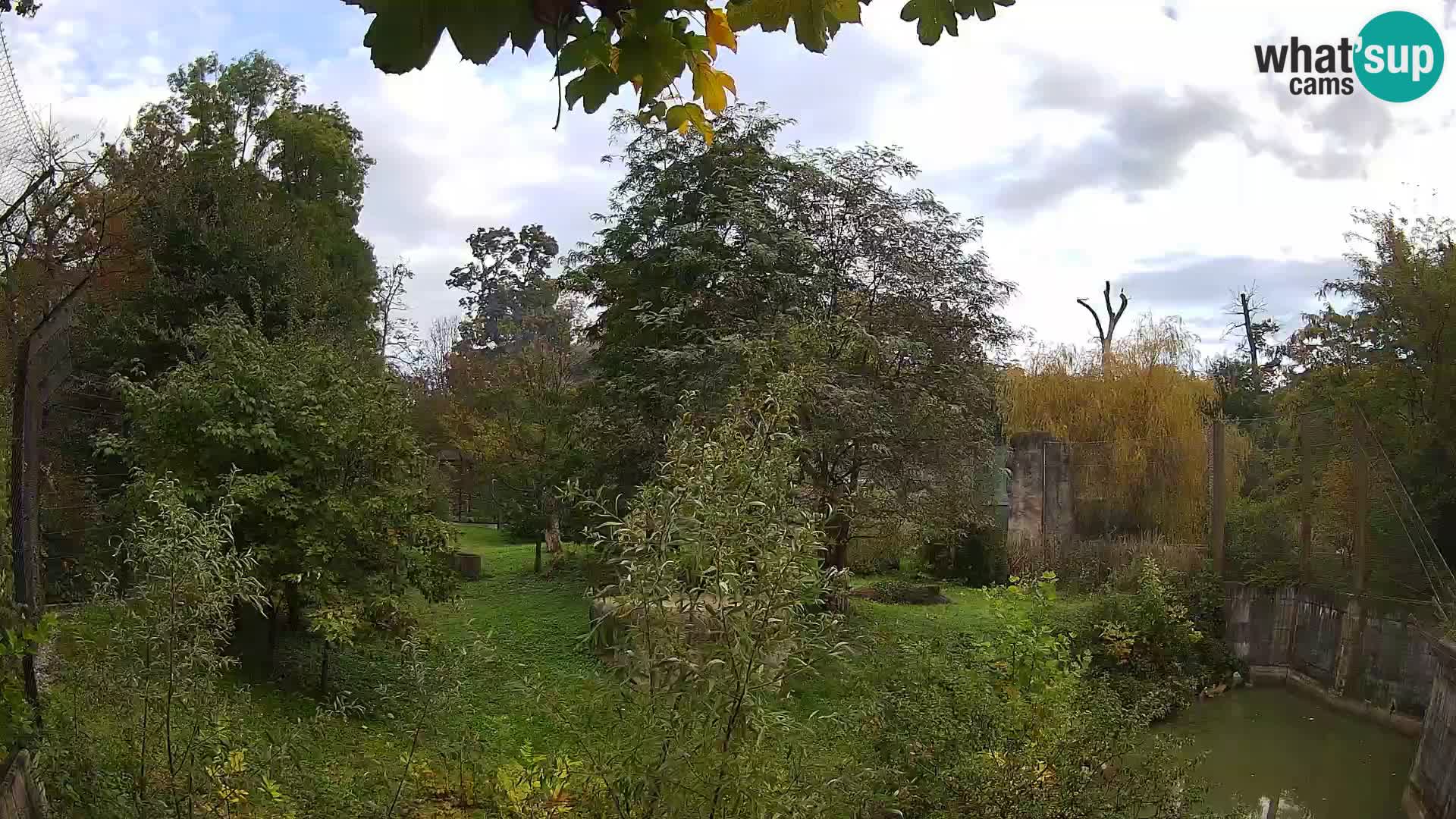 Zoo Zagreb – Lavovi