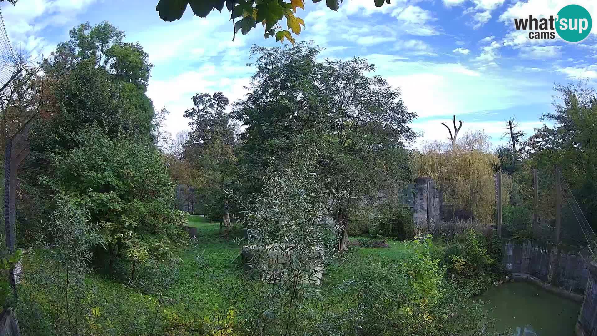 Zoo Zagreb – Lion