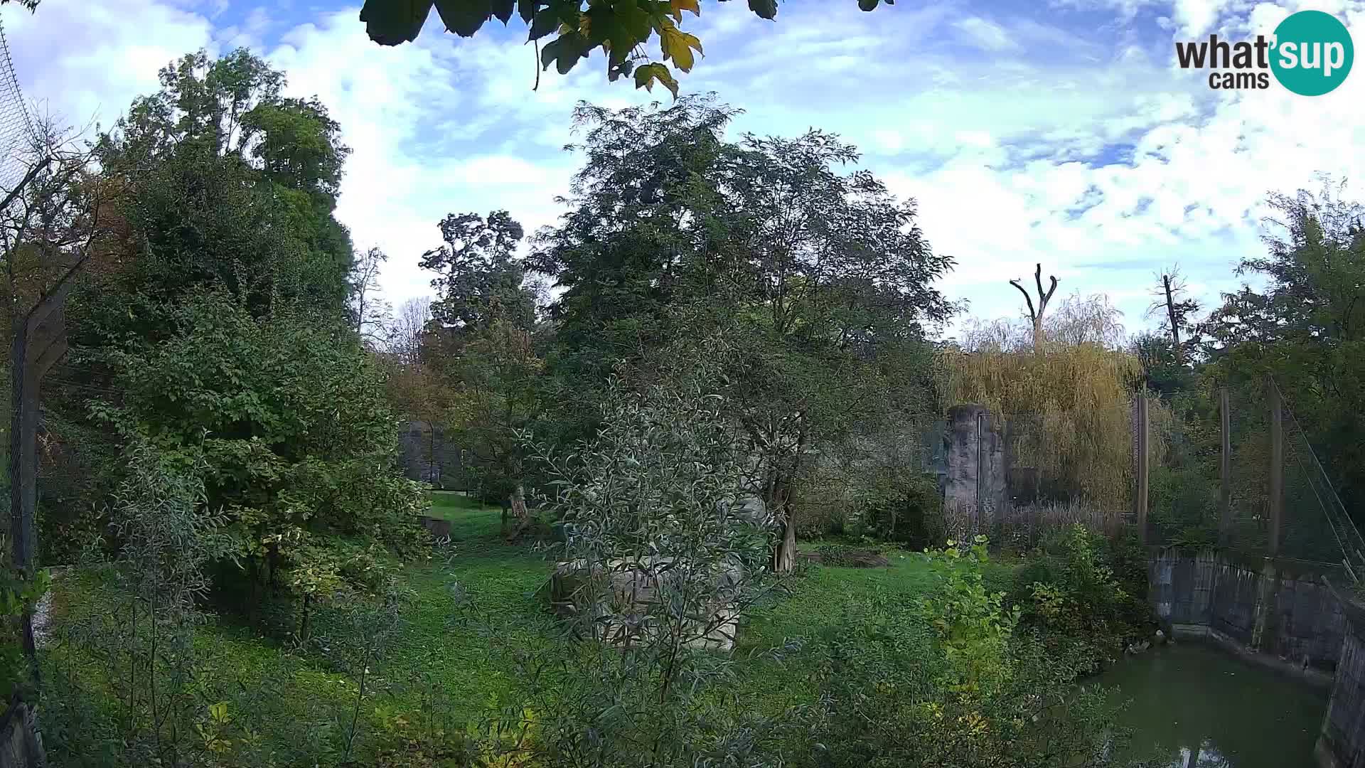 Zoo Zagreb – Lion