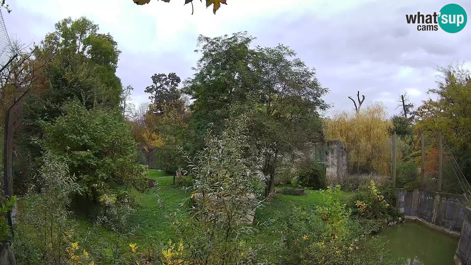 Zoo Zagreb – Lavovi