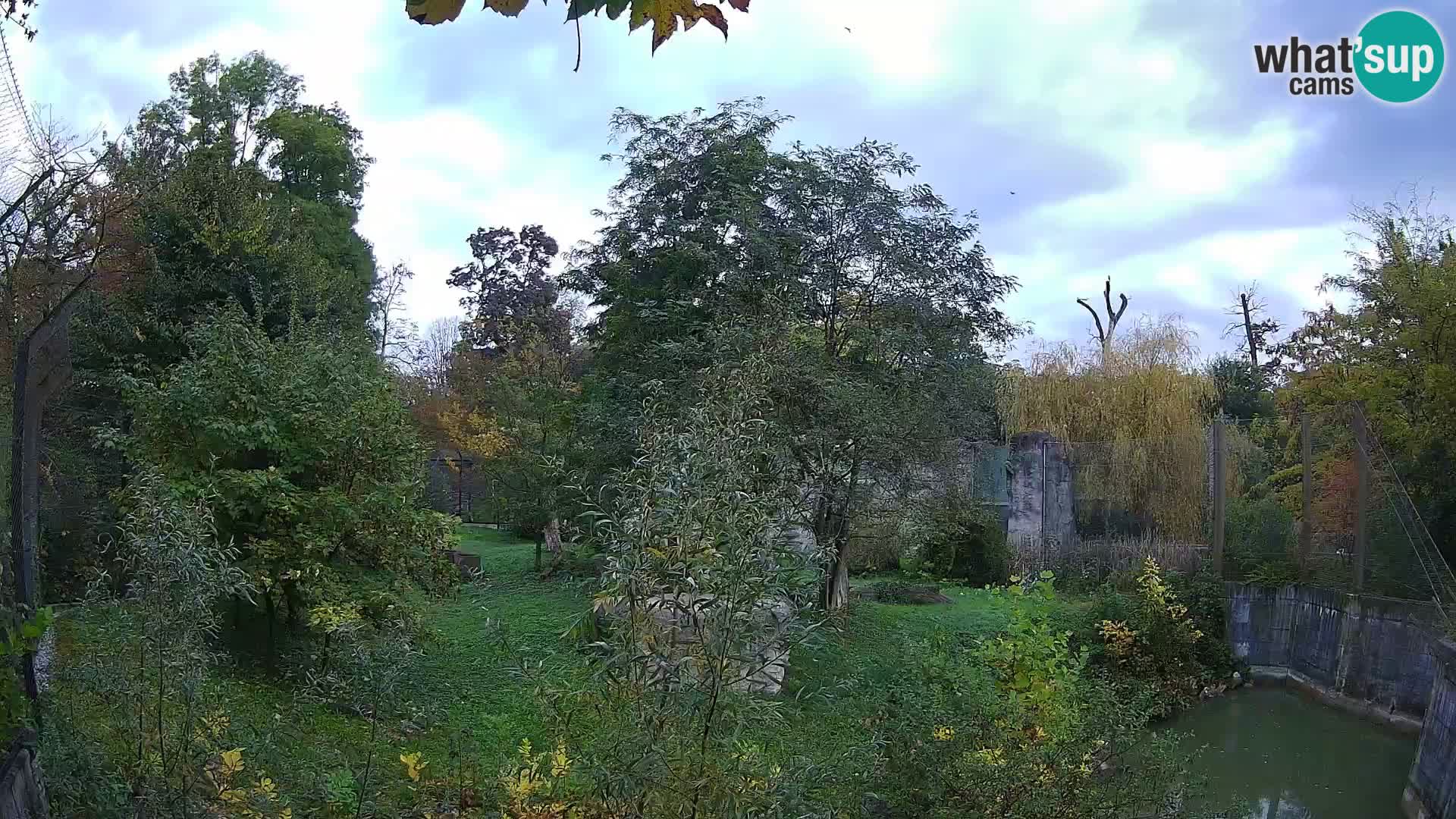 Zoo Zagreb – Löwen