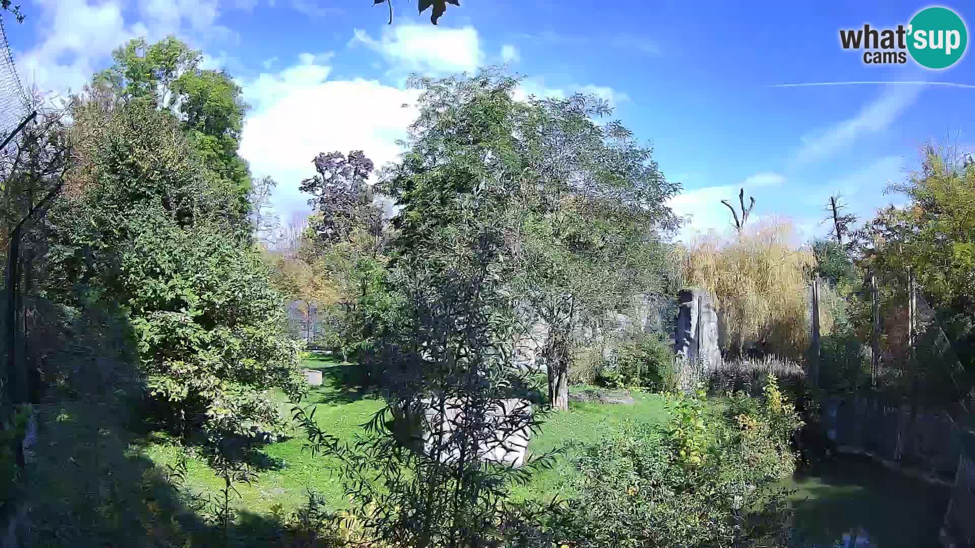 Zoo Zagreb – Löwen