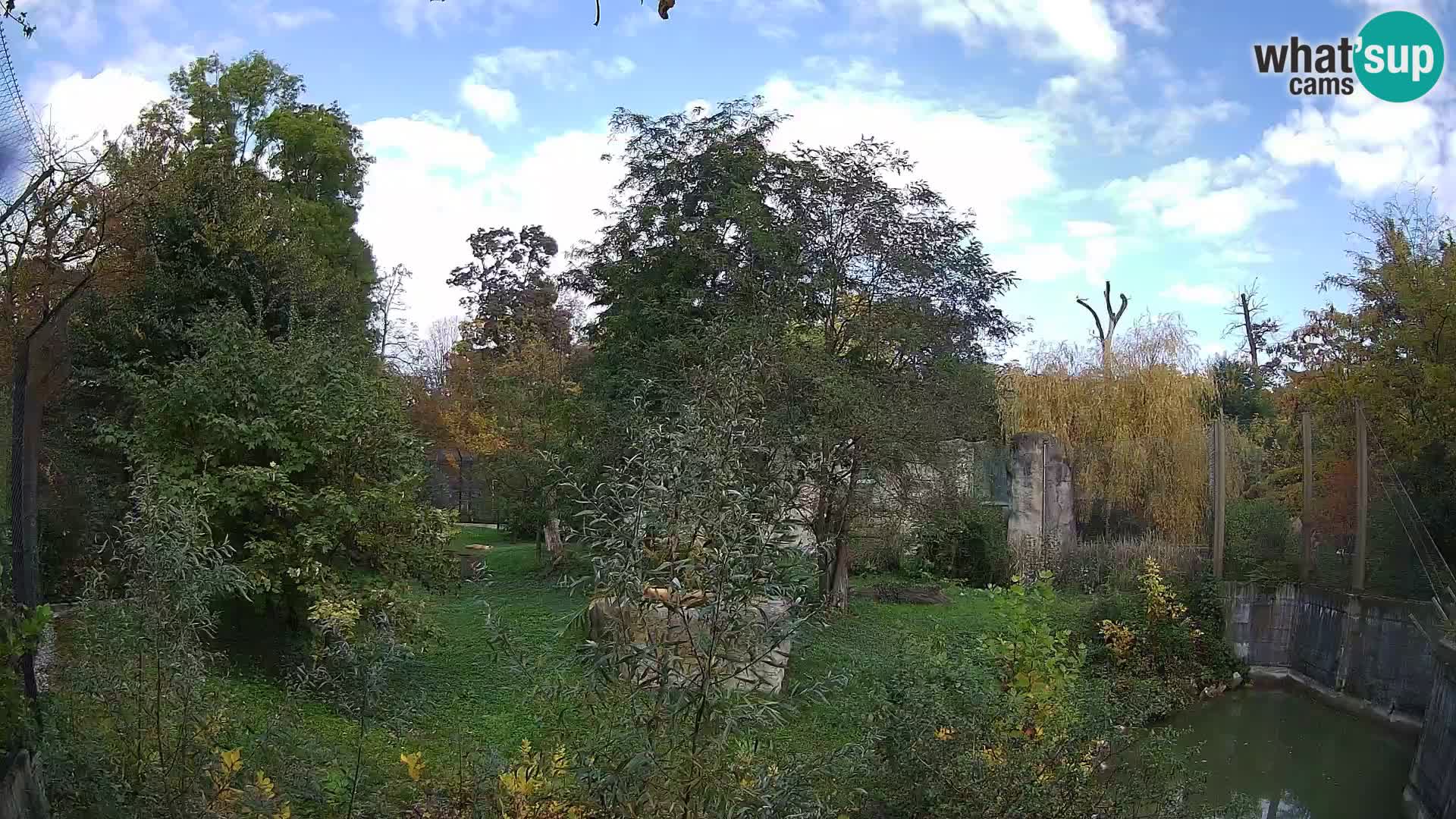 Zoo Zagreb – Löwen