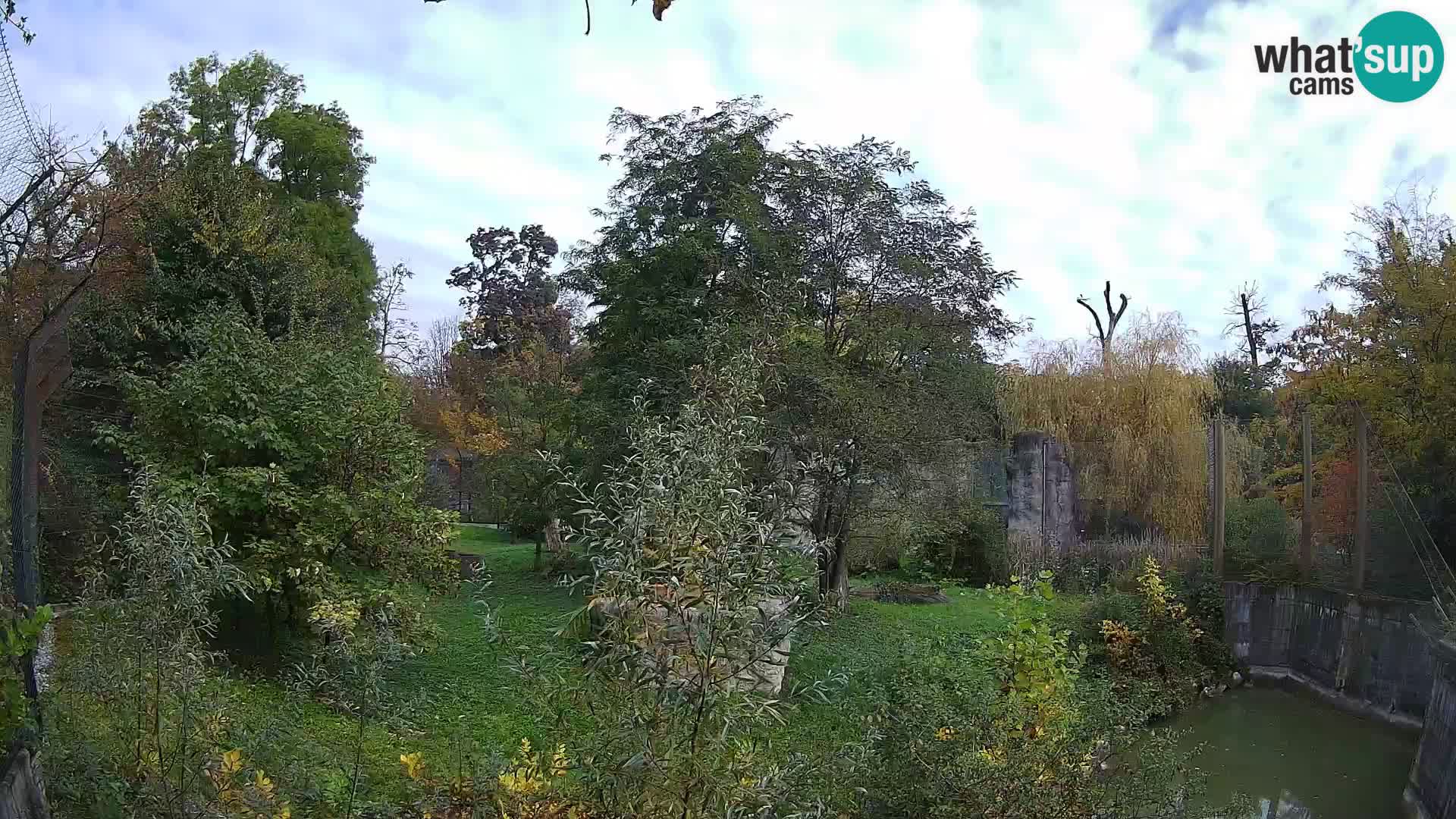 Zoo Zagreb – Lavovi