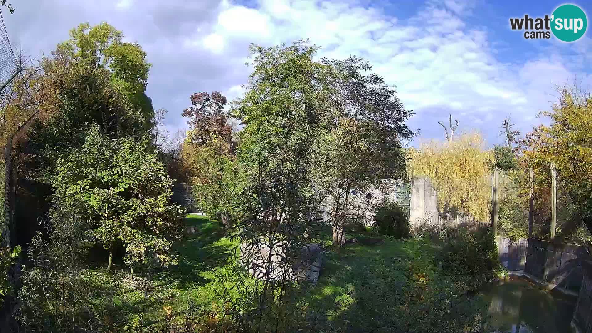 Spletna kamera Zoo Zagreb – Levi