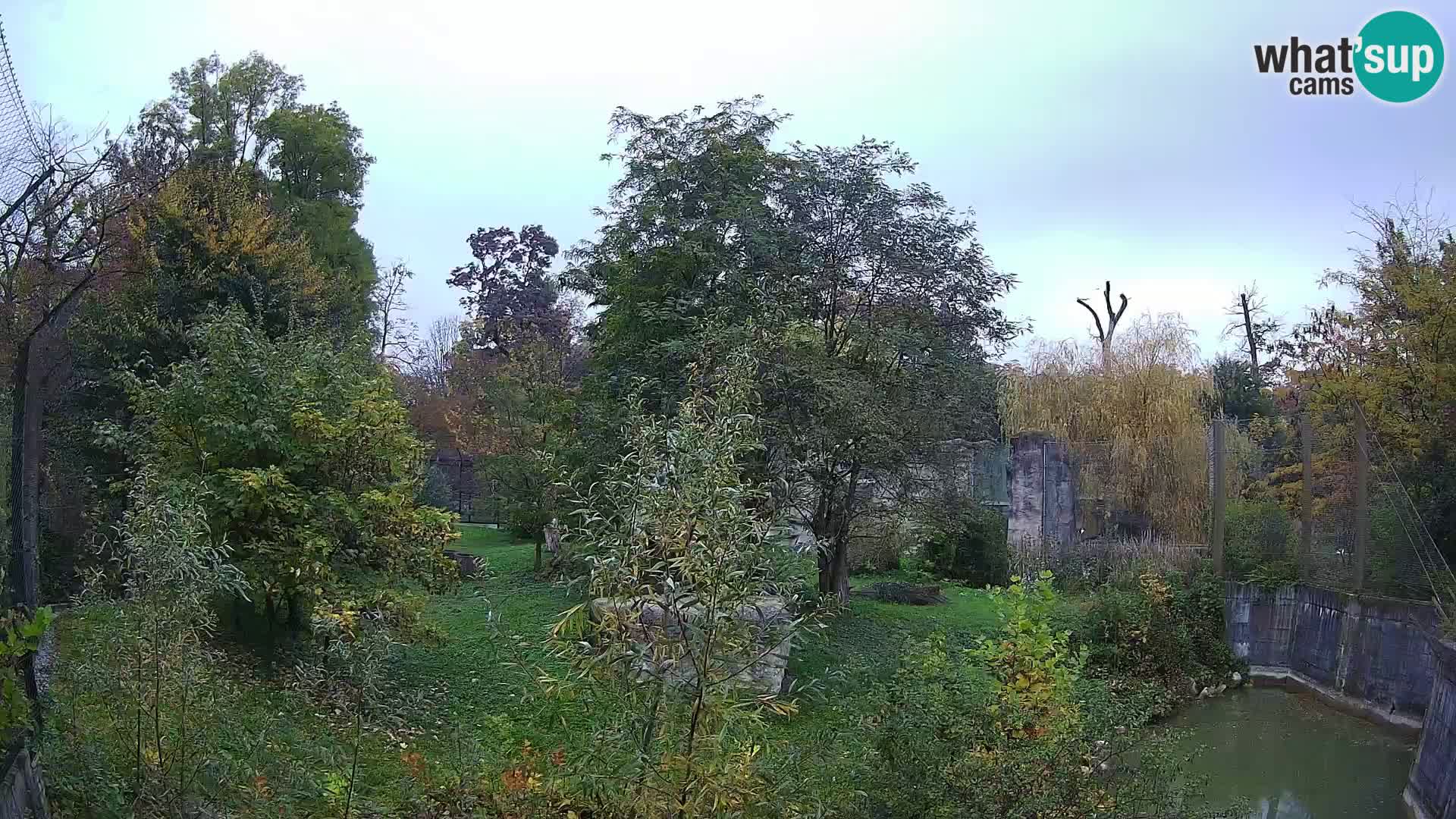Zoo Zagreb – Löwen