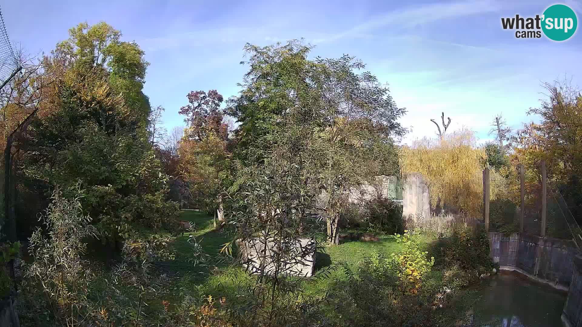 Zoo Zagreb – Lion