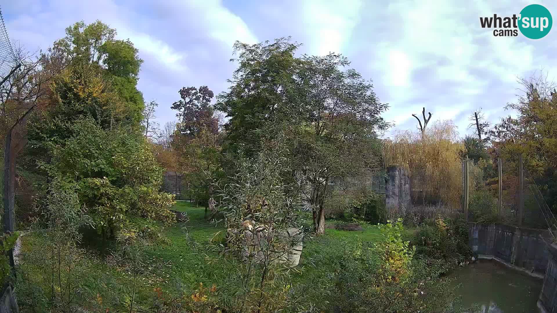 Zoo Zagreb – Lion